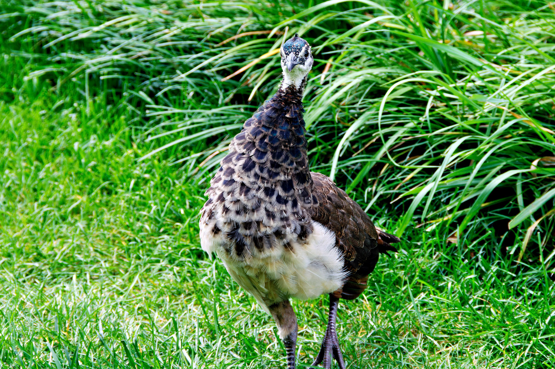Birds_Wildlife_20080814_0218_PS