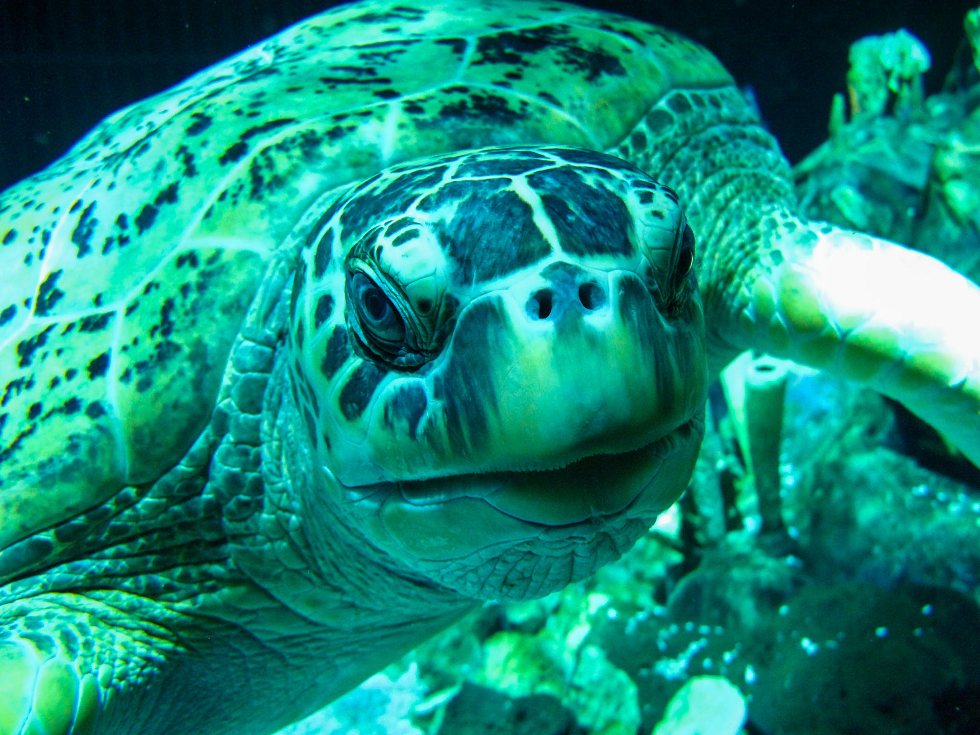 Sealife_AK_AK_20161120_7869422725