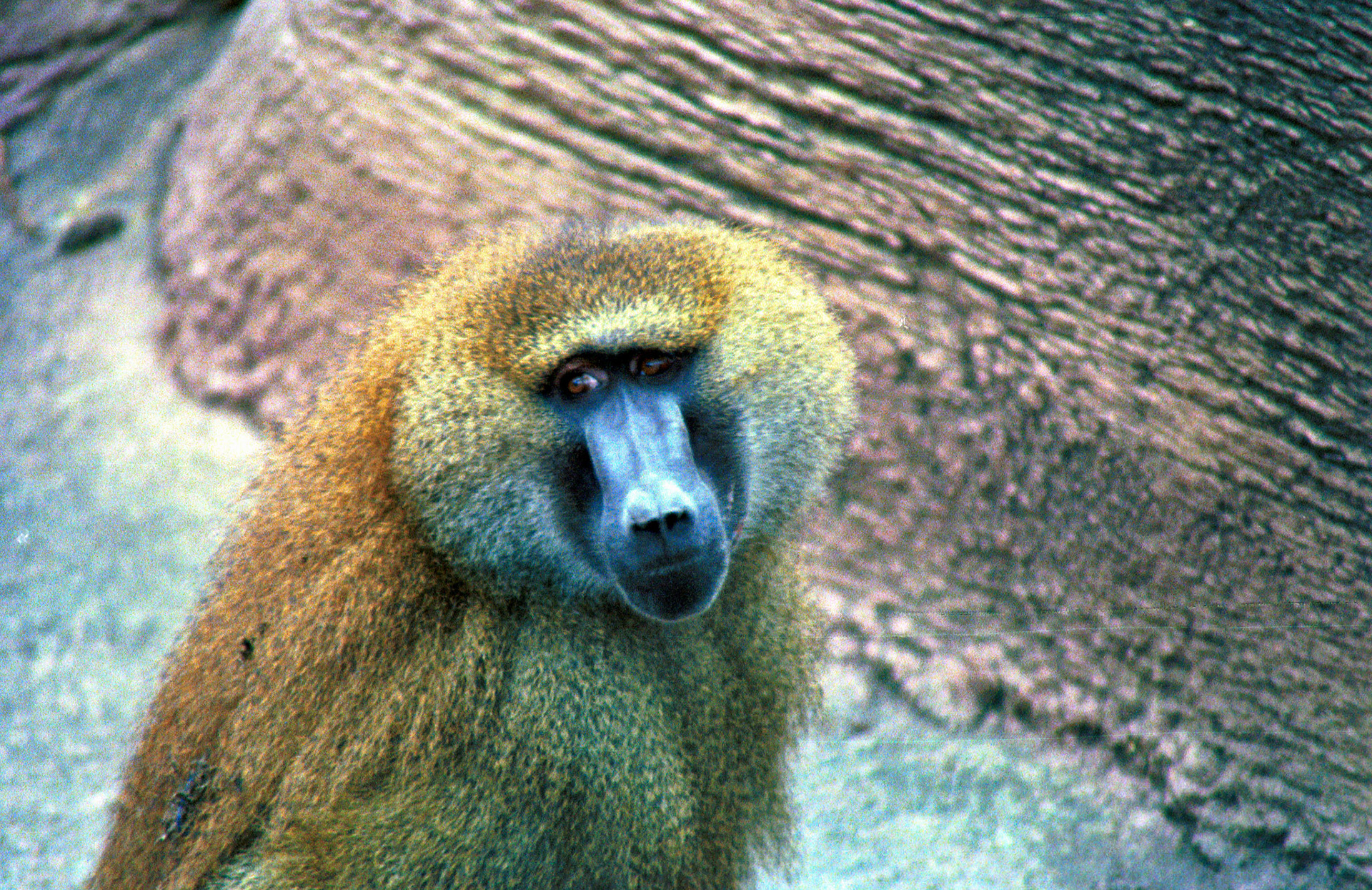 Wildlife_20221129_0759_PS