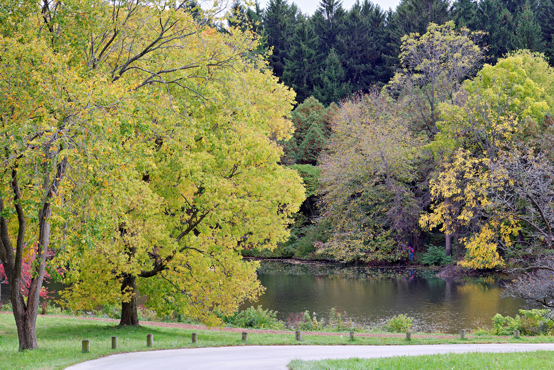 IL_Morton Arboretum_20121005_0546_PS