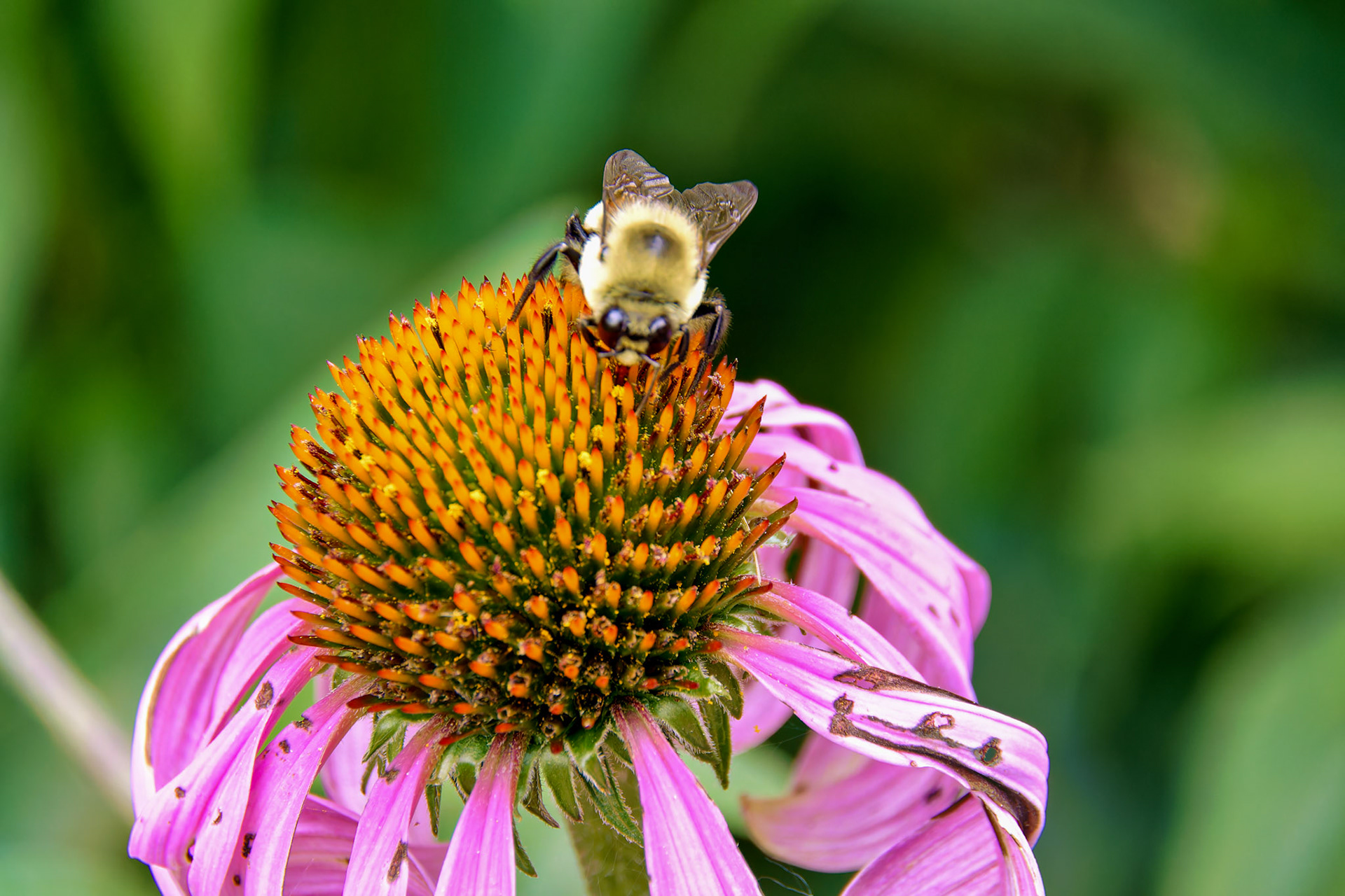 Insects_20140719_0341_PS