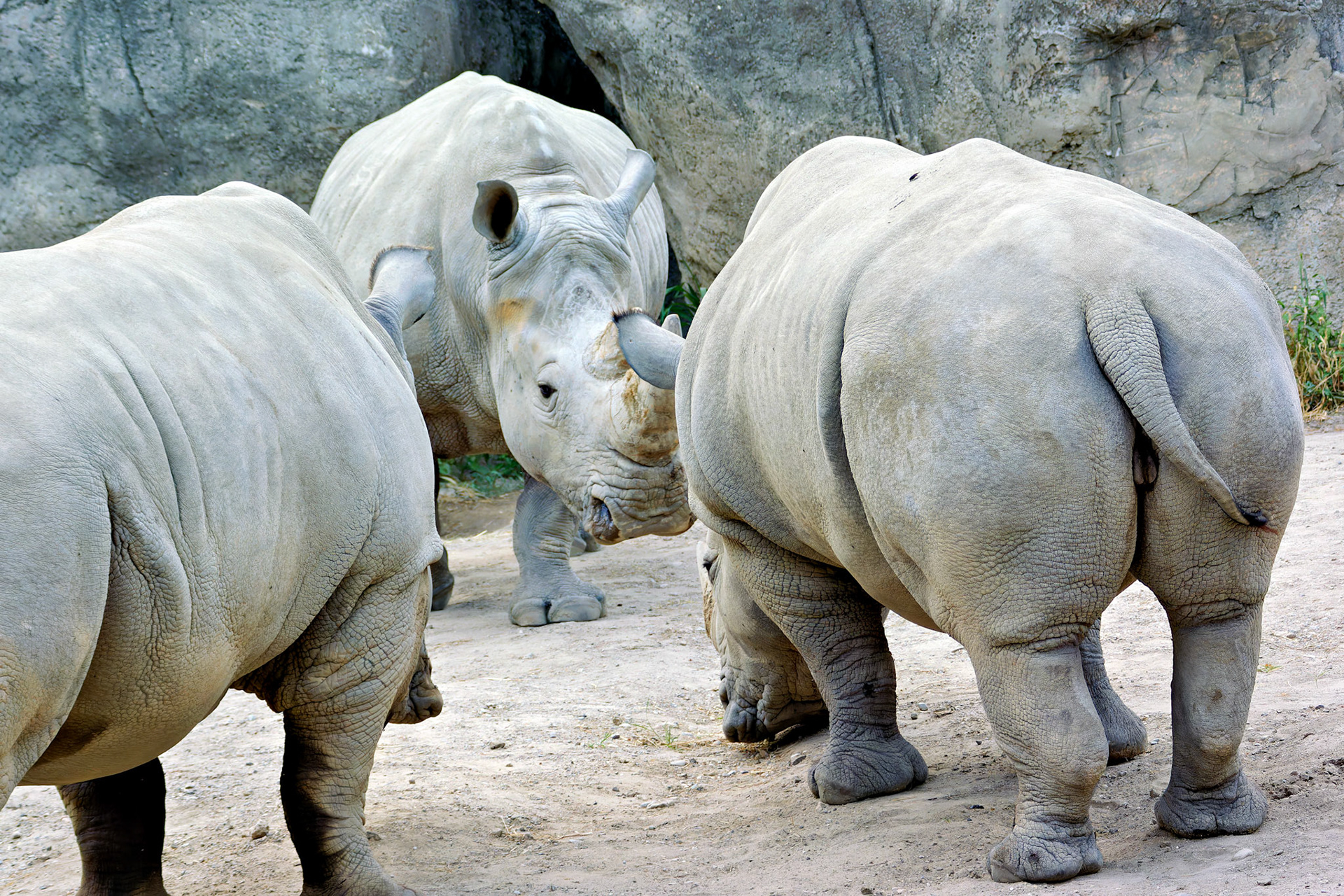 Wildlife_20140718_0494_PS