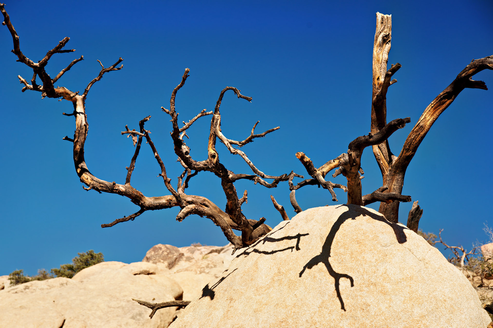 CA_JoshuaTree_20111114_0182_PS