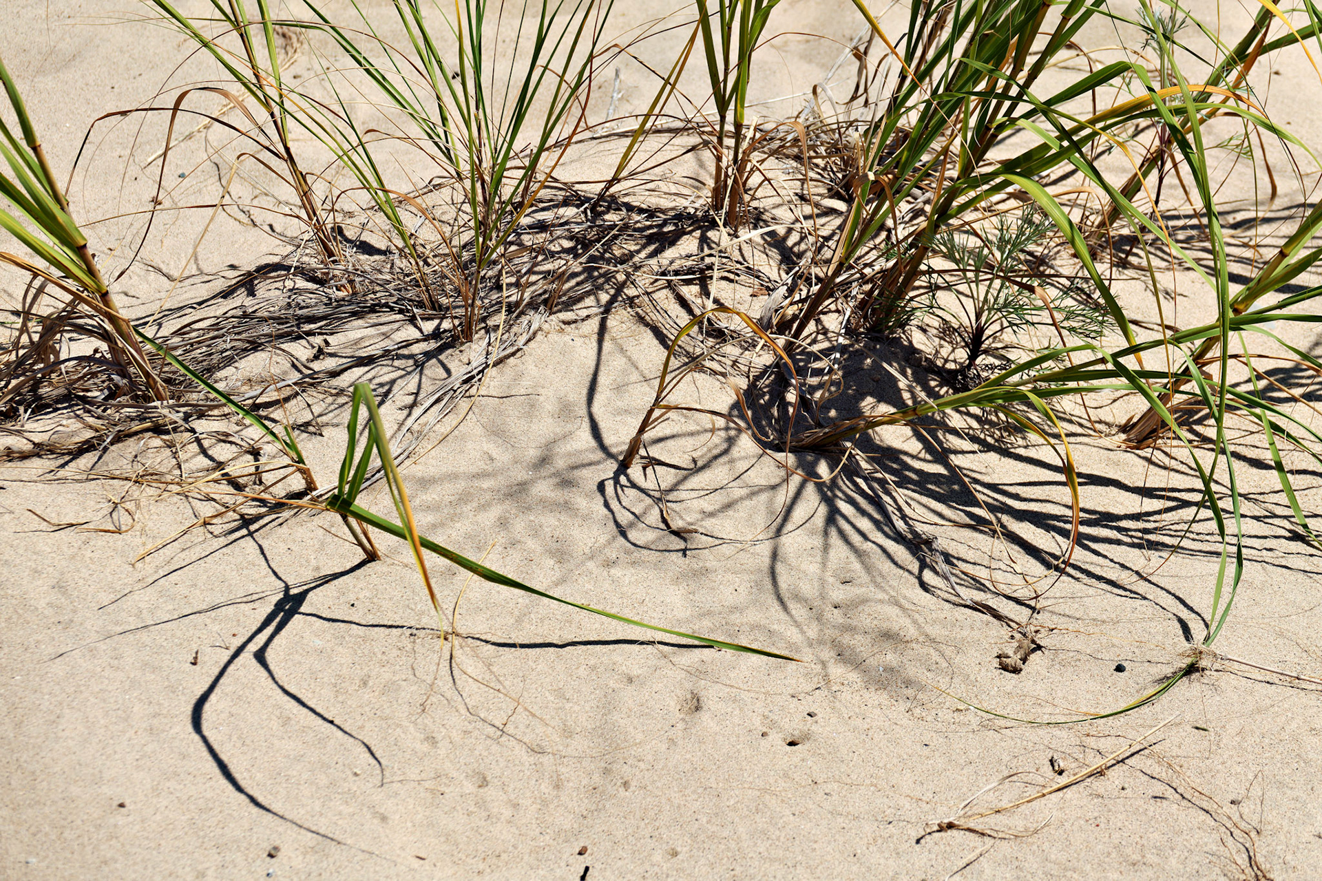 MI_New BuffaloArea_20160808_0131_PS