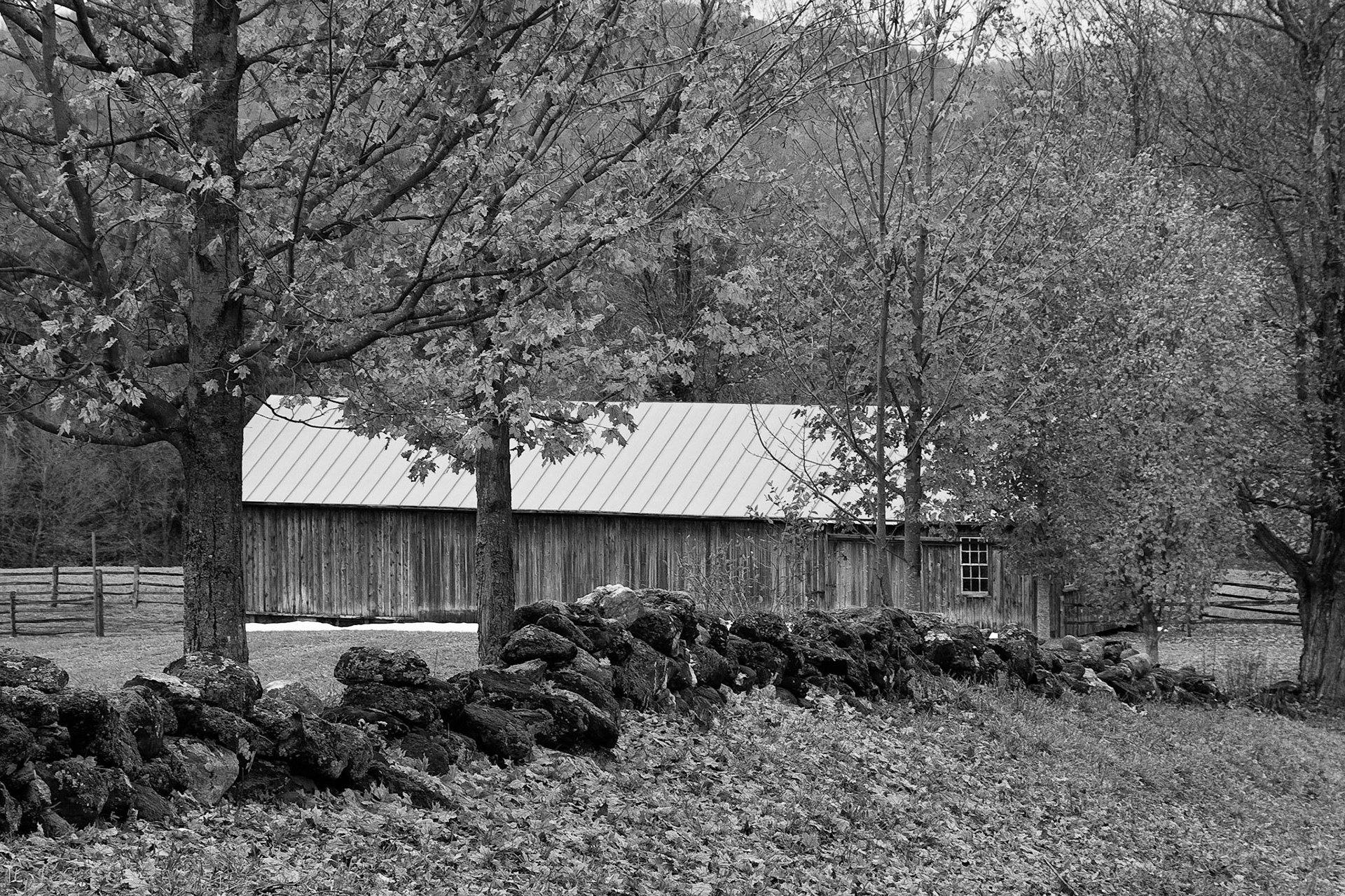 Black &amp; White Photos