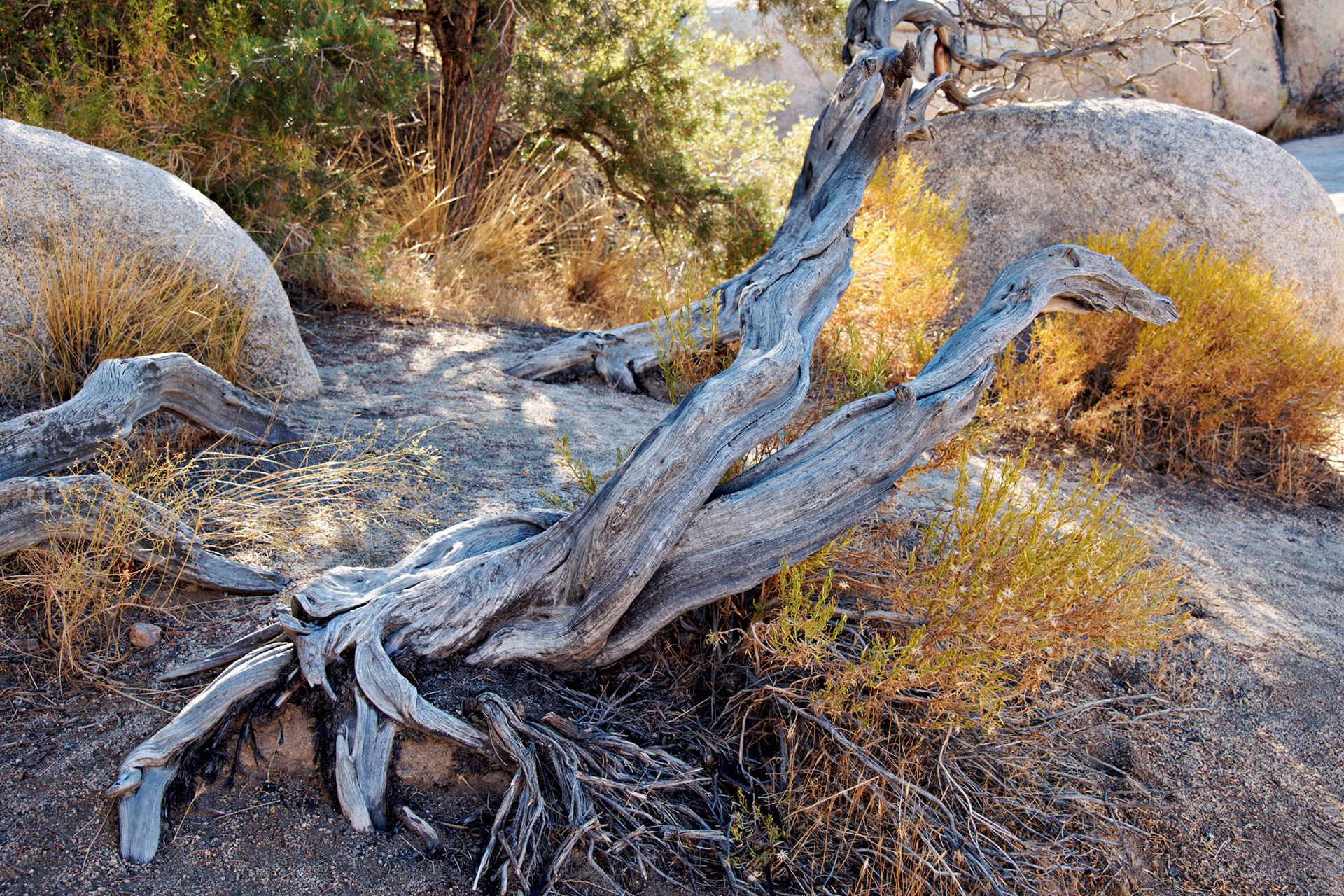 CA_JoshuaTree_20111114_0196_PS