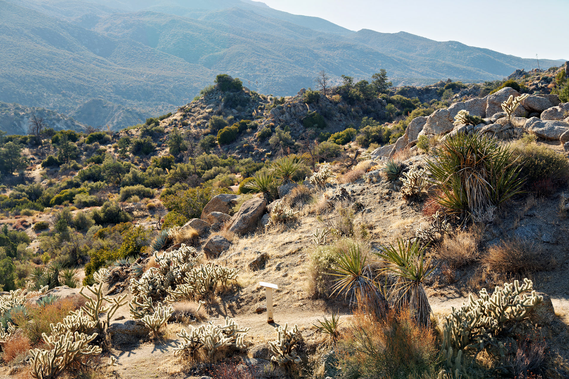 CA_PalmSprings_20111116_0427_PS