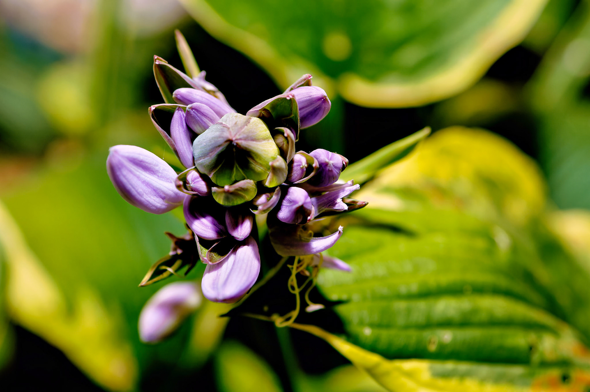 Flowers_20050718_0275_PS