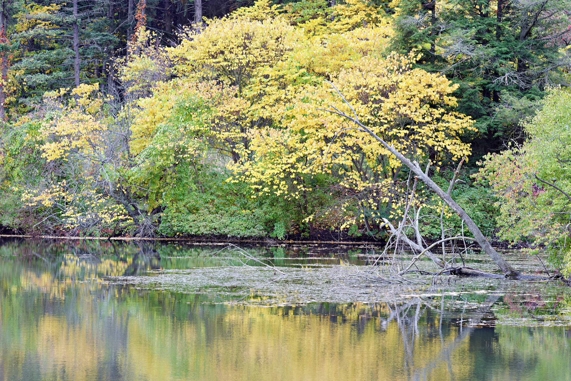 IL_Morton Arboretum_20121005_0554_PS