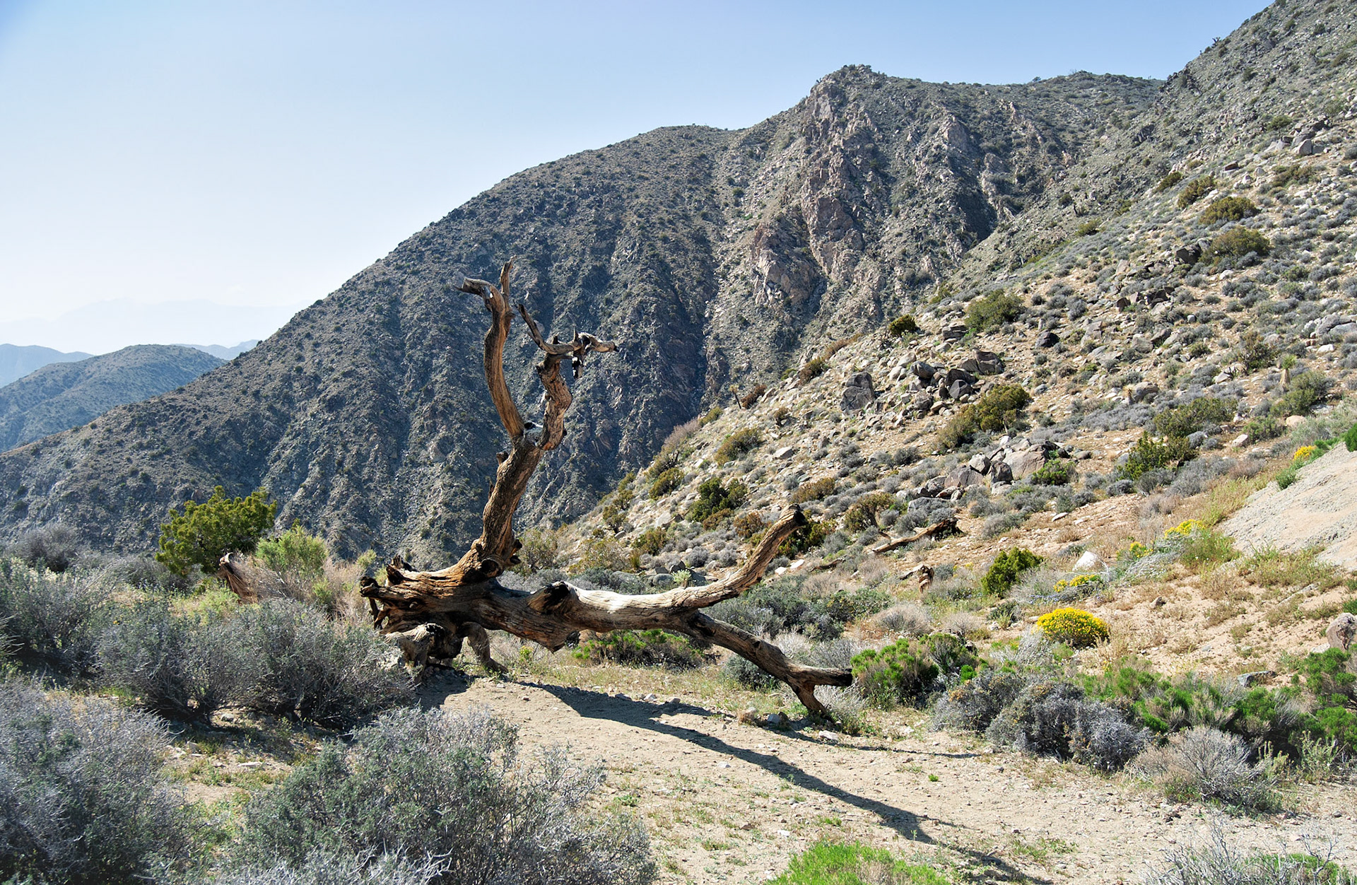 CA_JoshuaTree_20030514_0021_PS