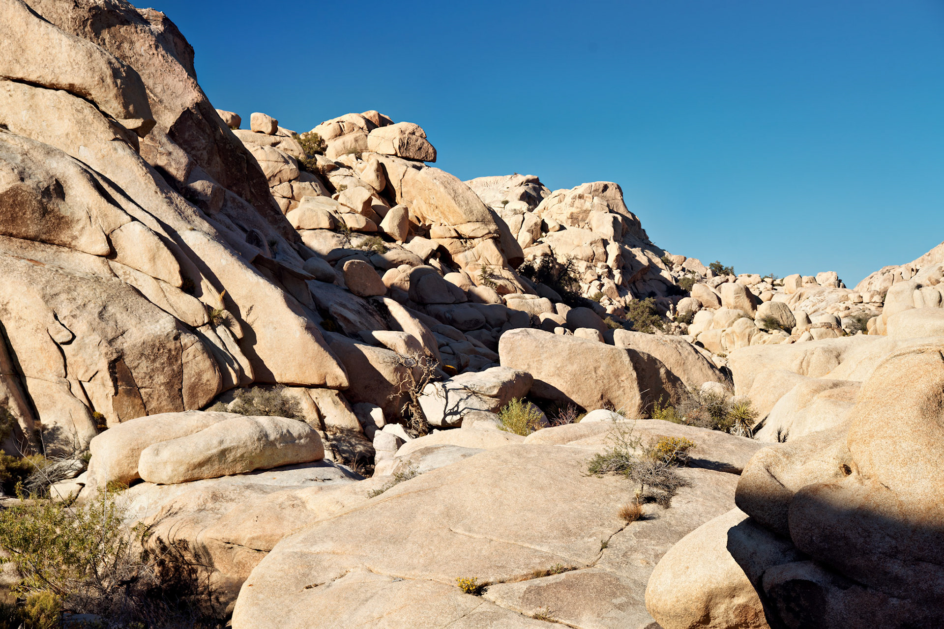 CA_JoshuaTree_20111114_0206_PS