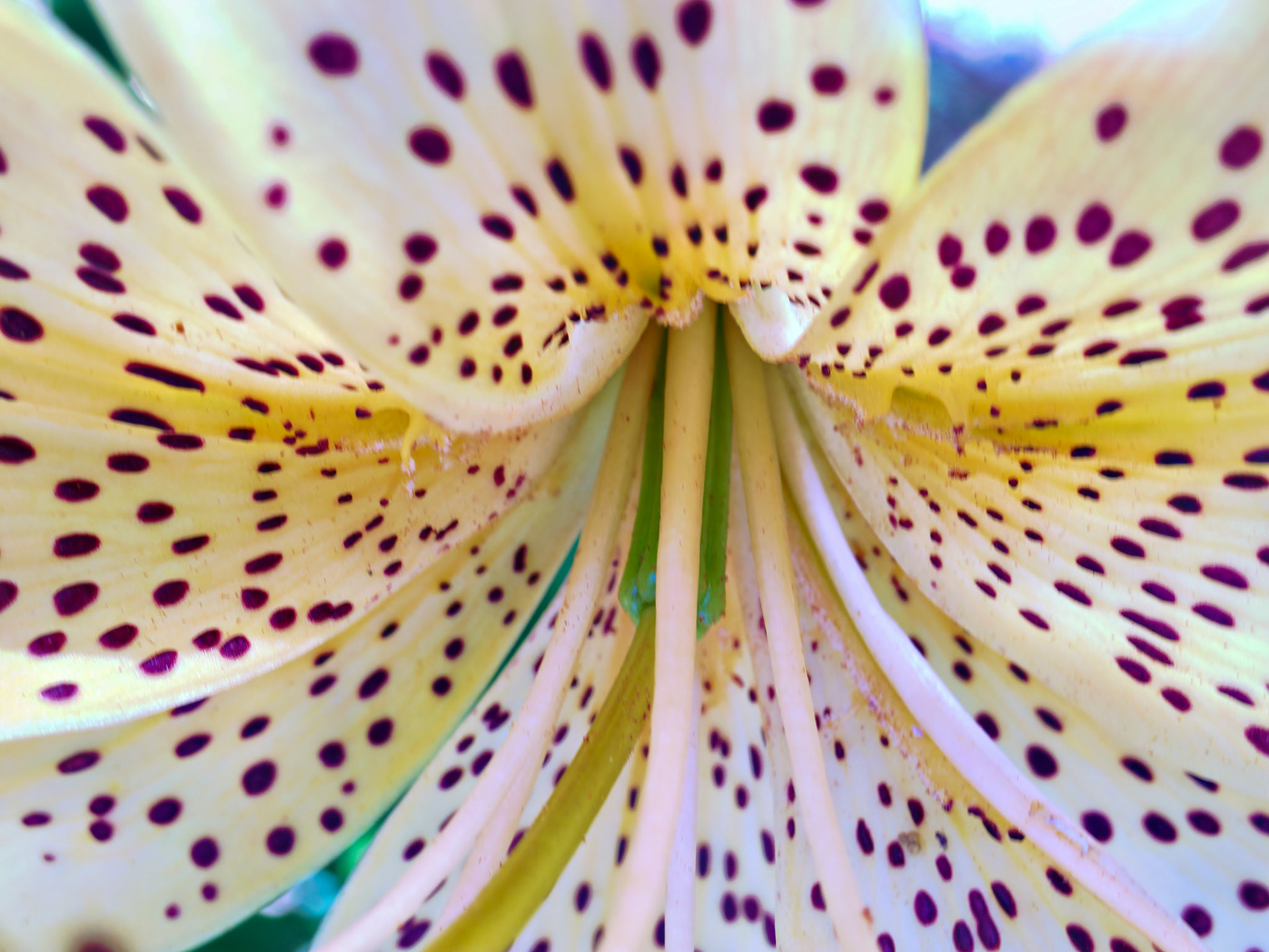 Flowers_20090706_0419_PS