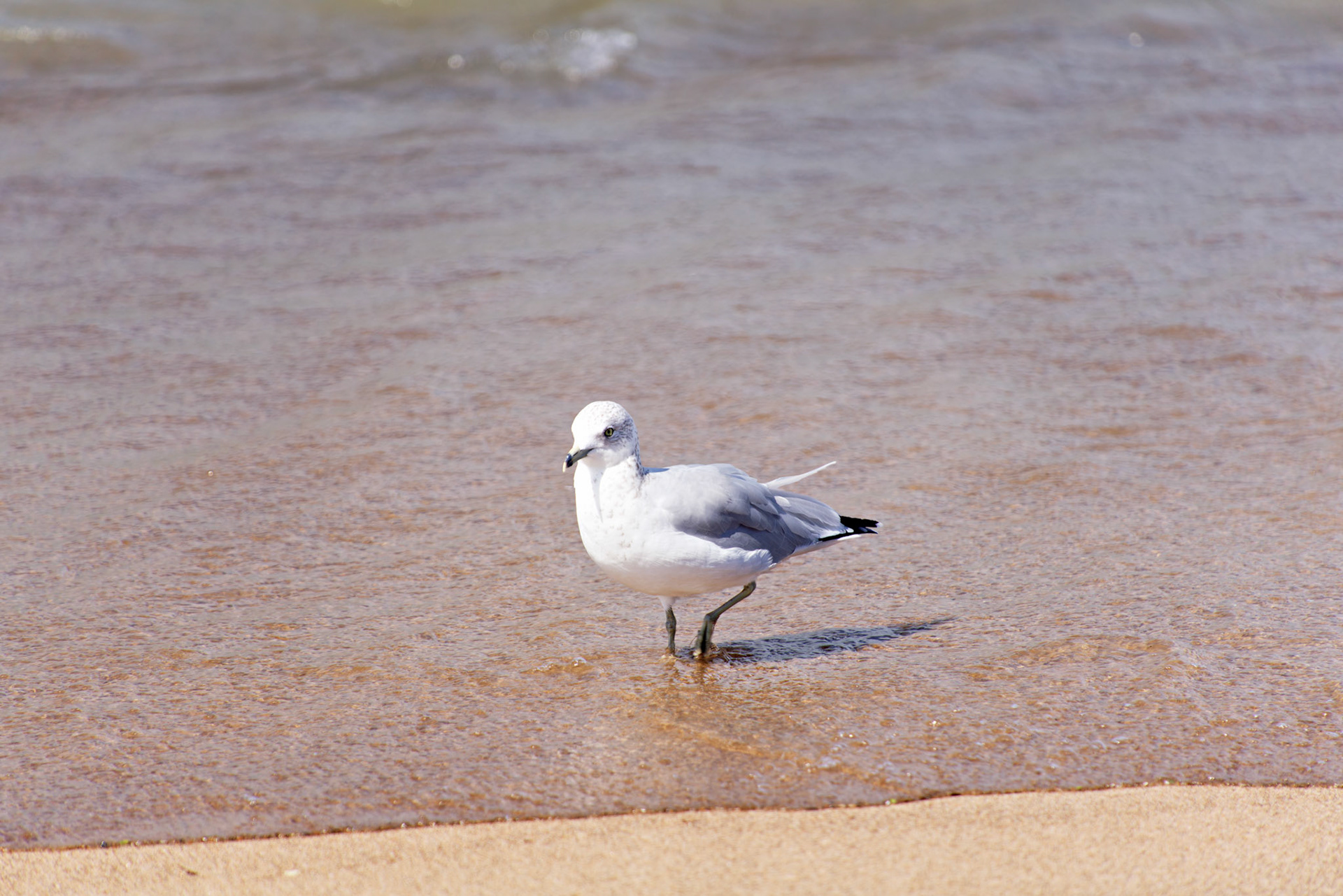 MI_New BuffaloArea_20190907_0303_PS