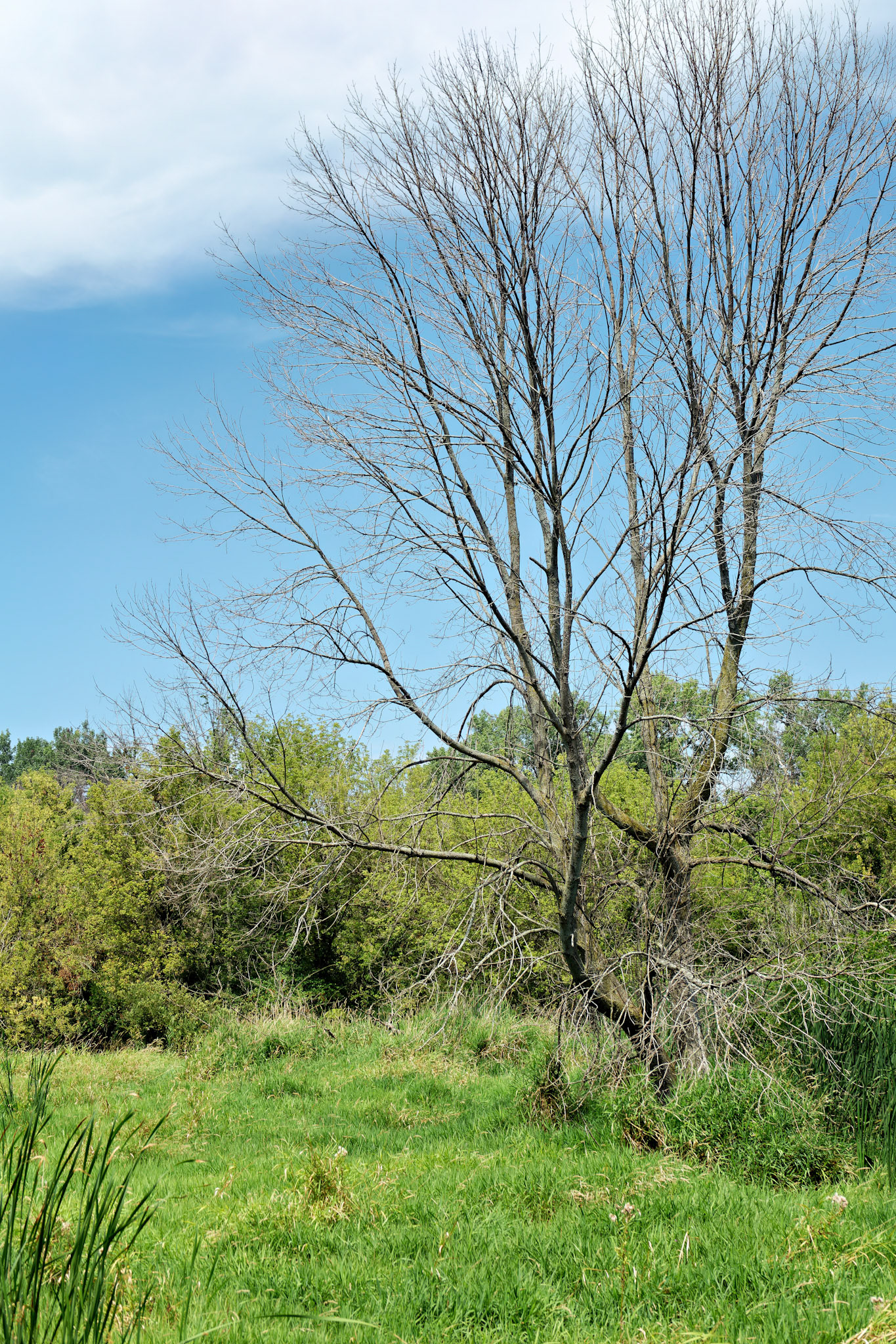 MI_New BuffaloArea_20160809_0185_PS