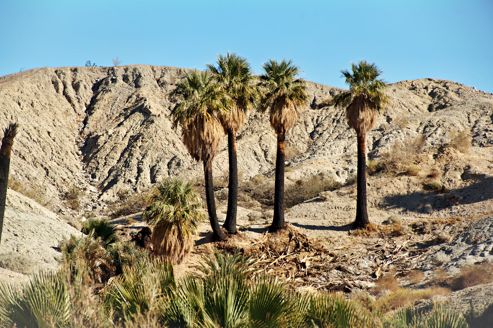 CA_PalmSprings_20111117_0463_PS