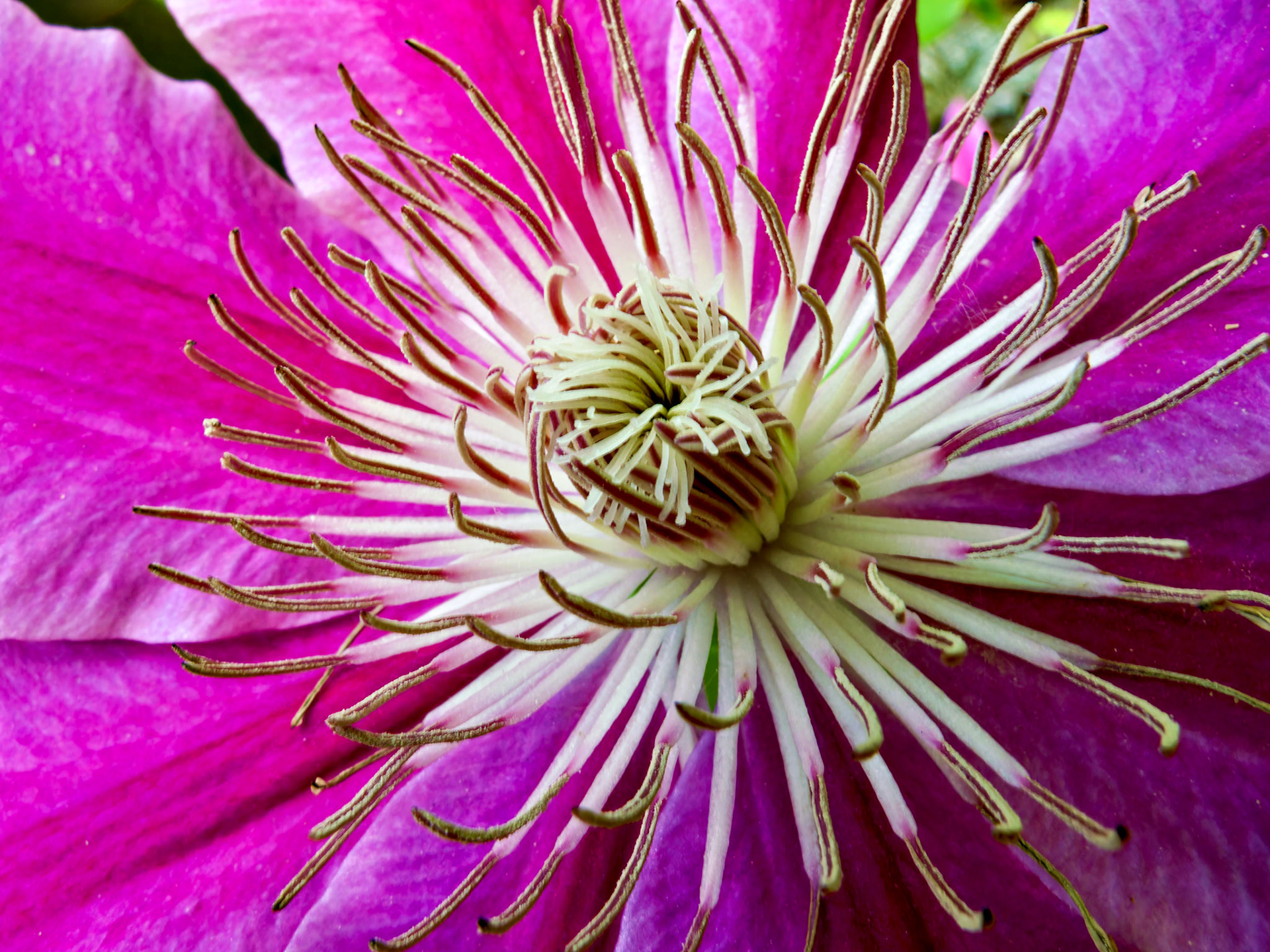 Flowers_20100522_0514_PS