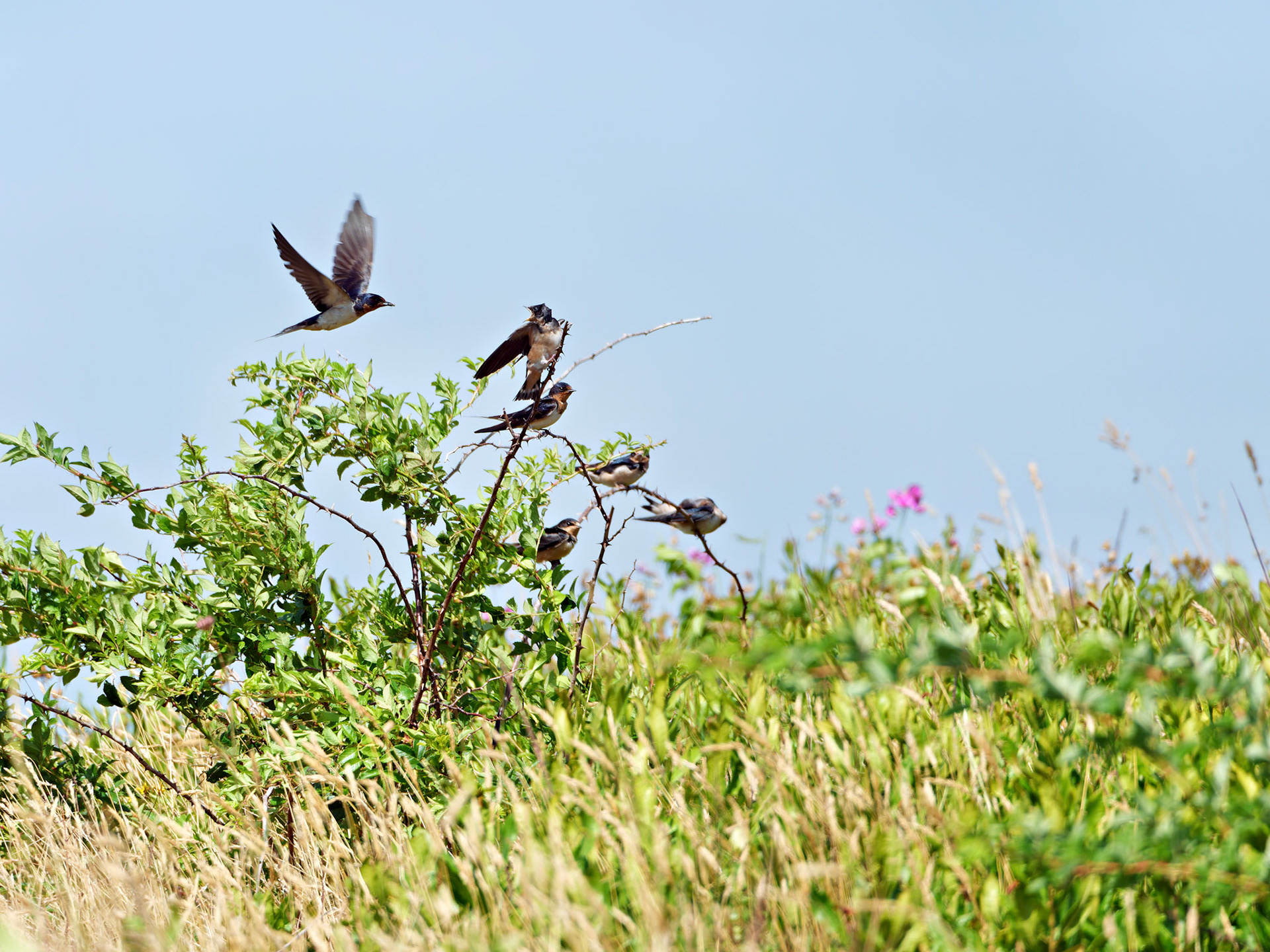 MA_CapeCodNatShore_20180723_0048_PS