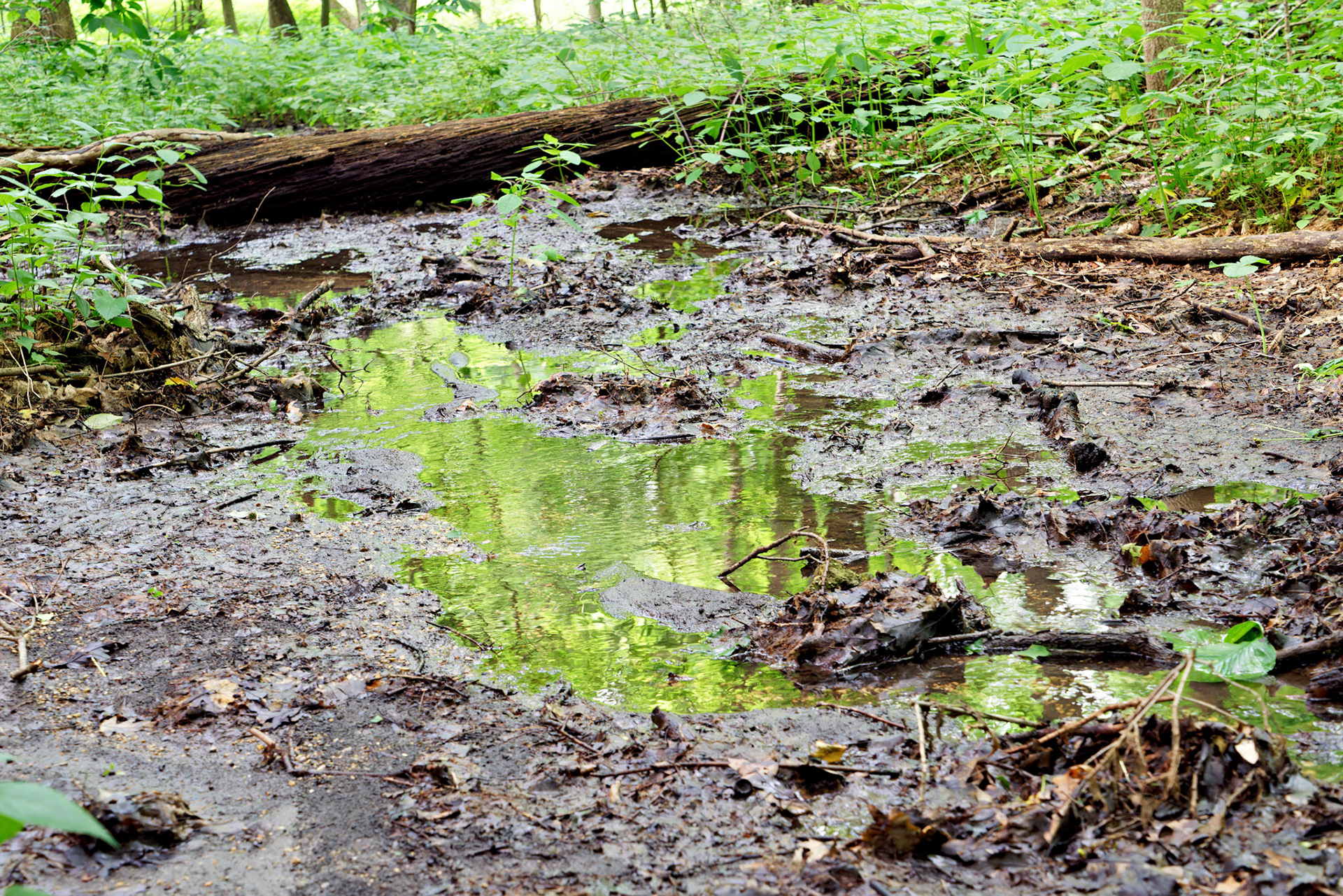 IL_Morton Arboretum_20140701_0596_PS