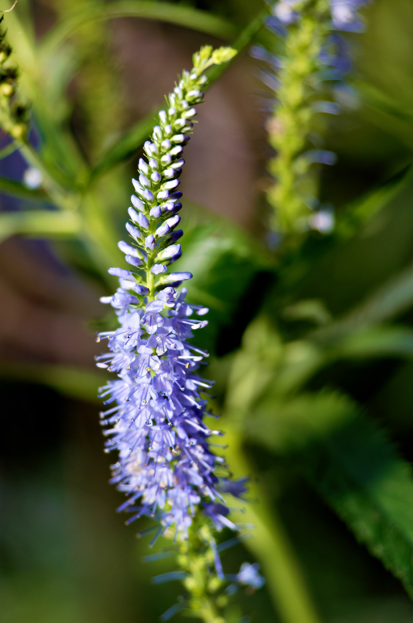 Flowers_20050717_0273_PS