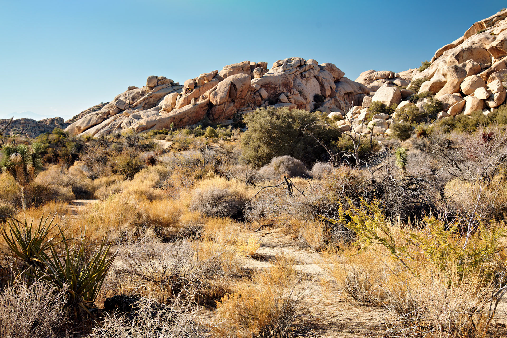 CA_JoshuaTree_20111114_0239_PS