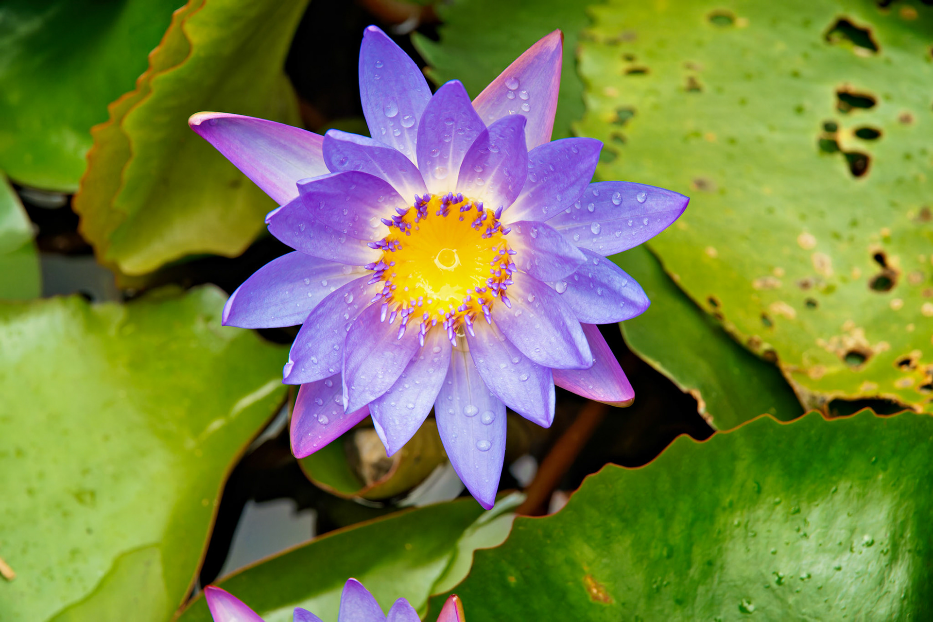Flowers_20100624_0520_PS