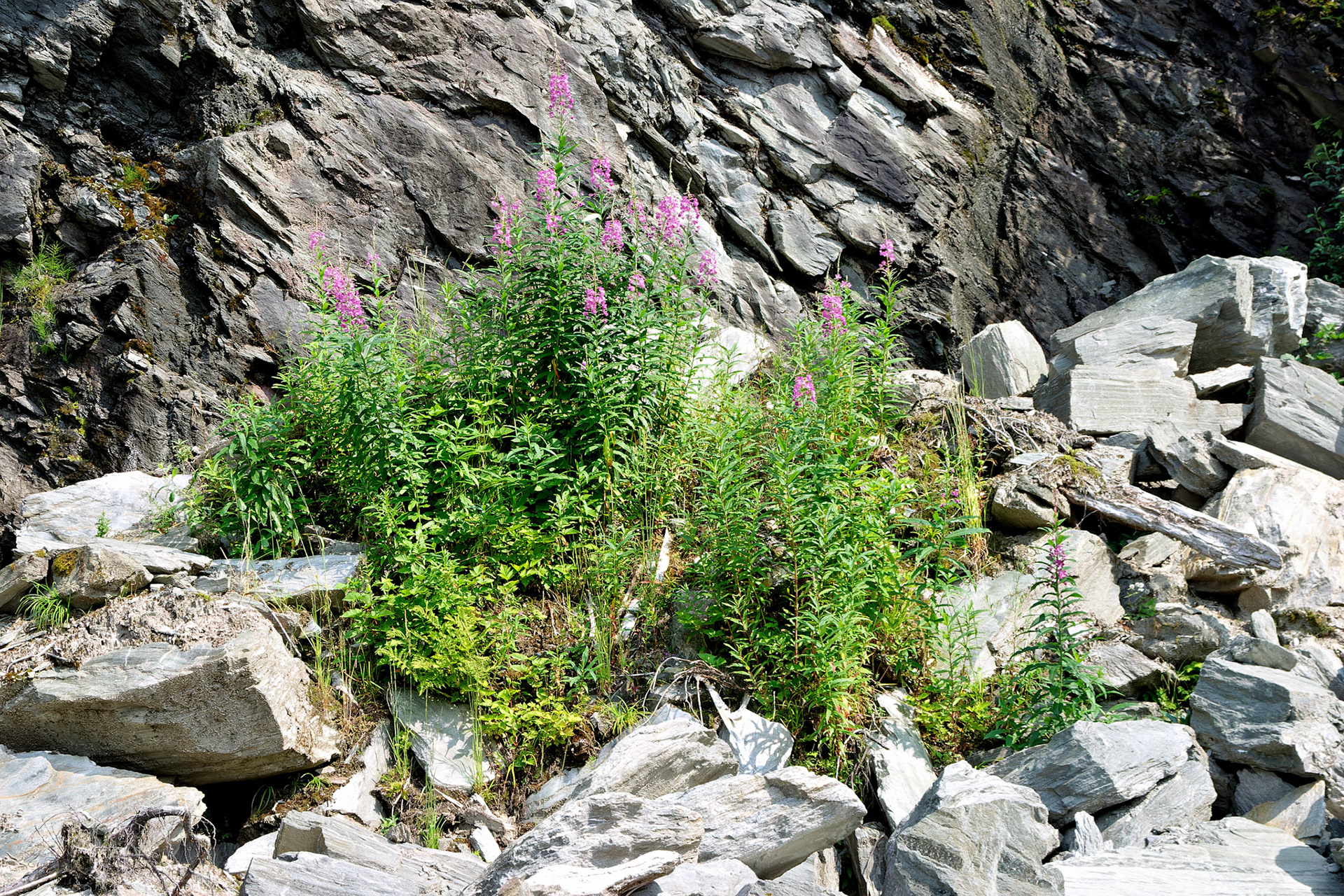 Flowers_20030730_0147_PS