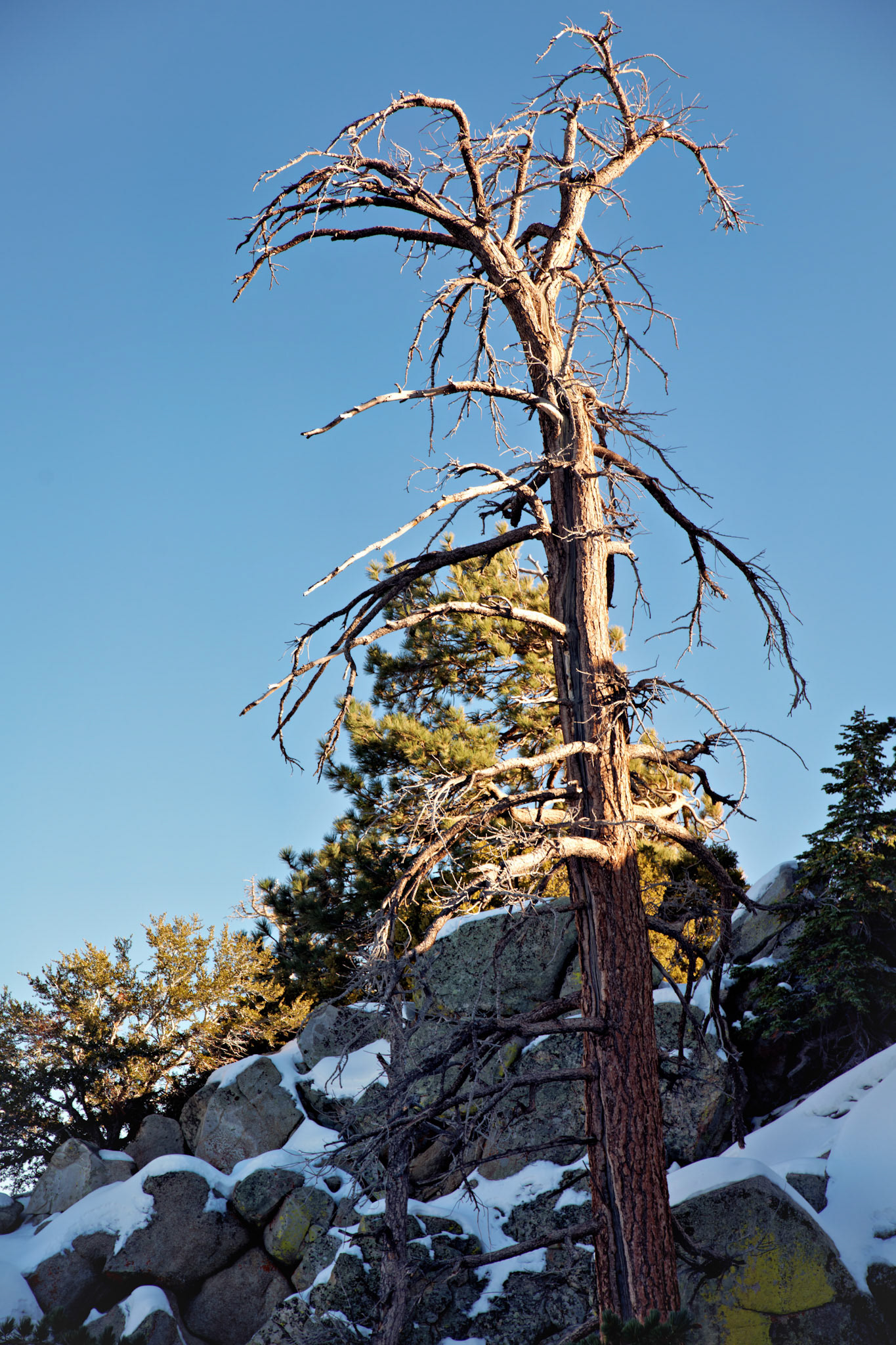 CA_PalmSprings_20111115_0351_PS