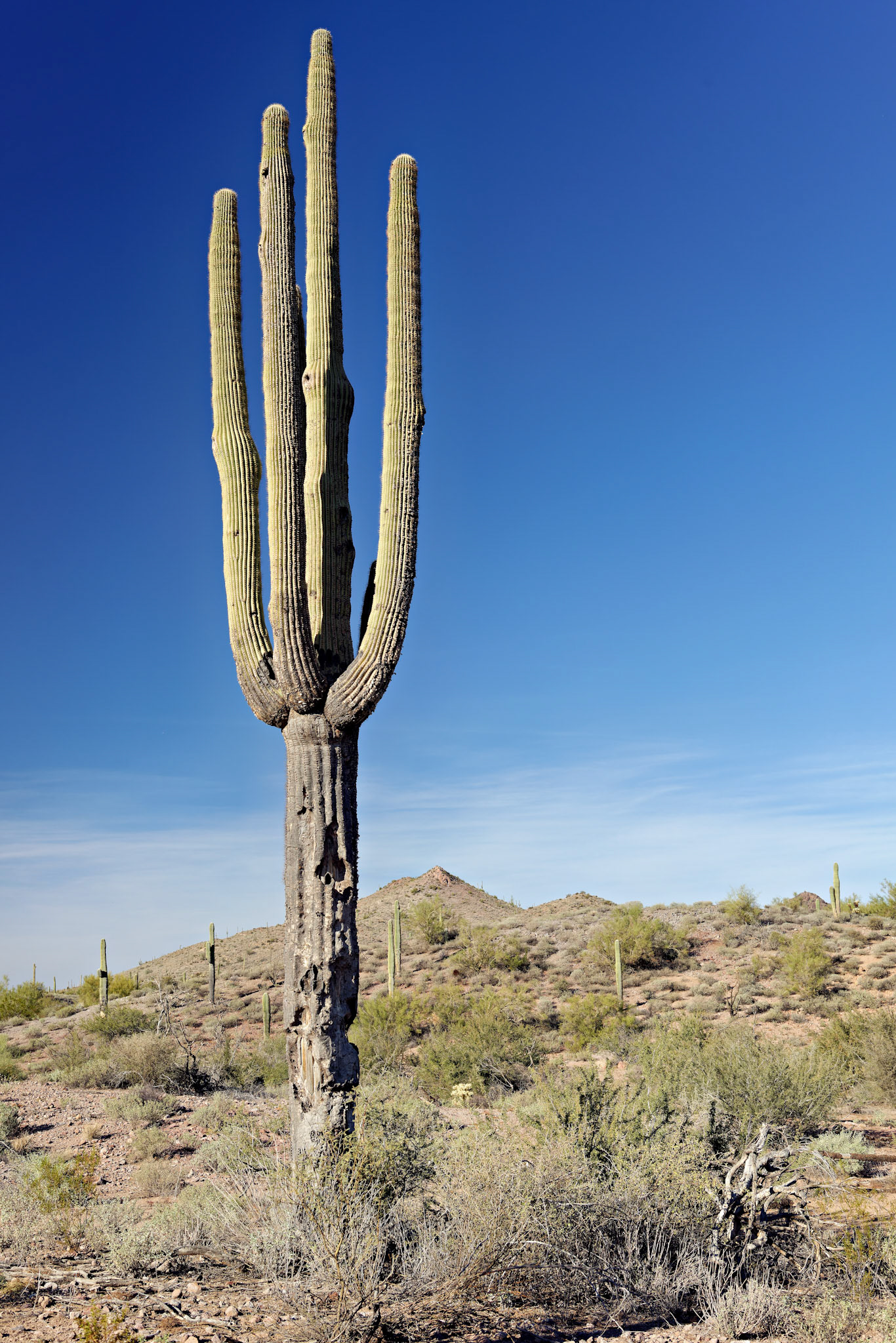 AZ_20121209_0339_PS.dng
