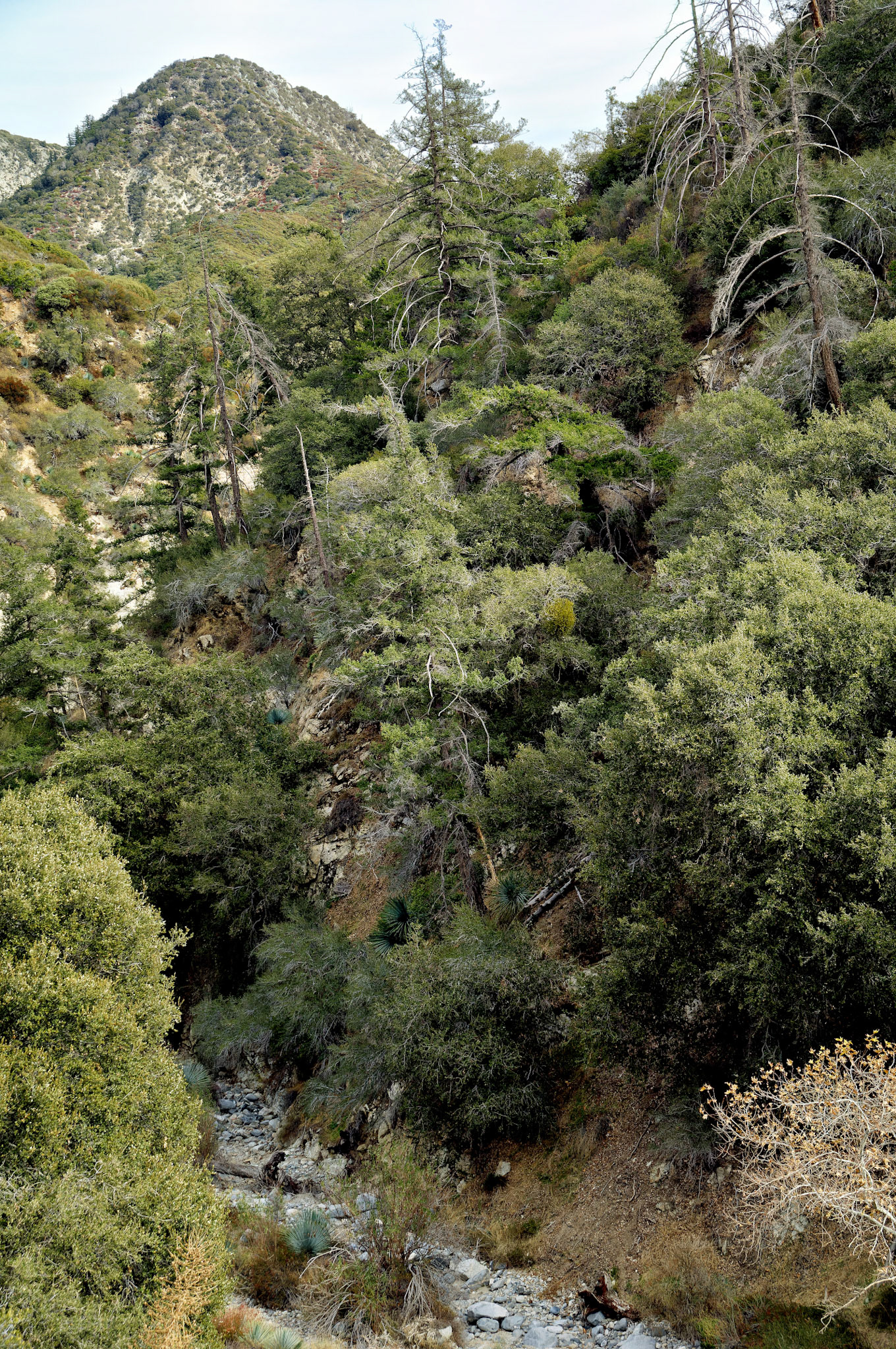 CA_LA_20051220_0262_PS