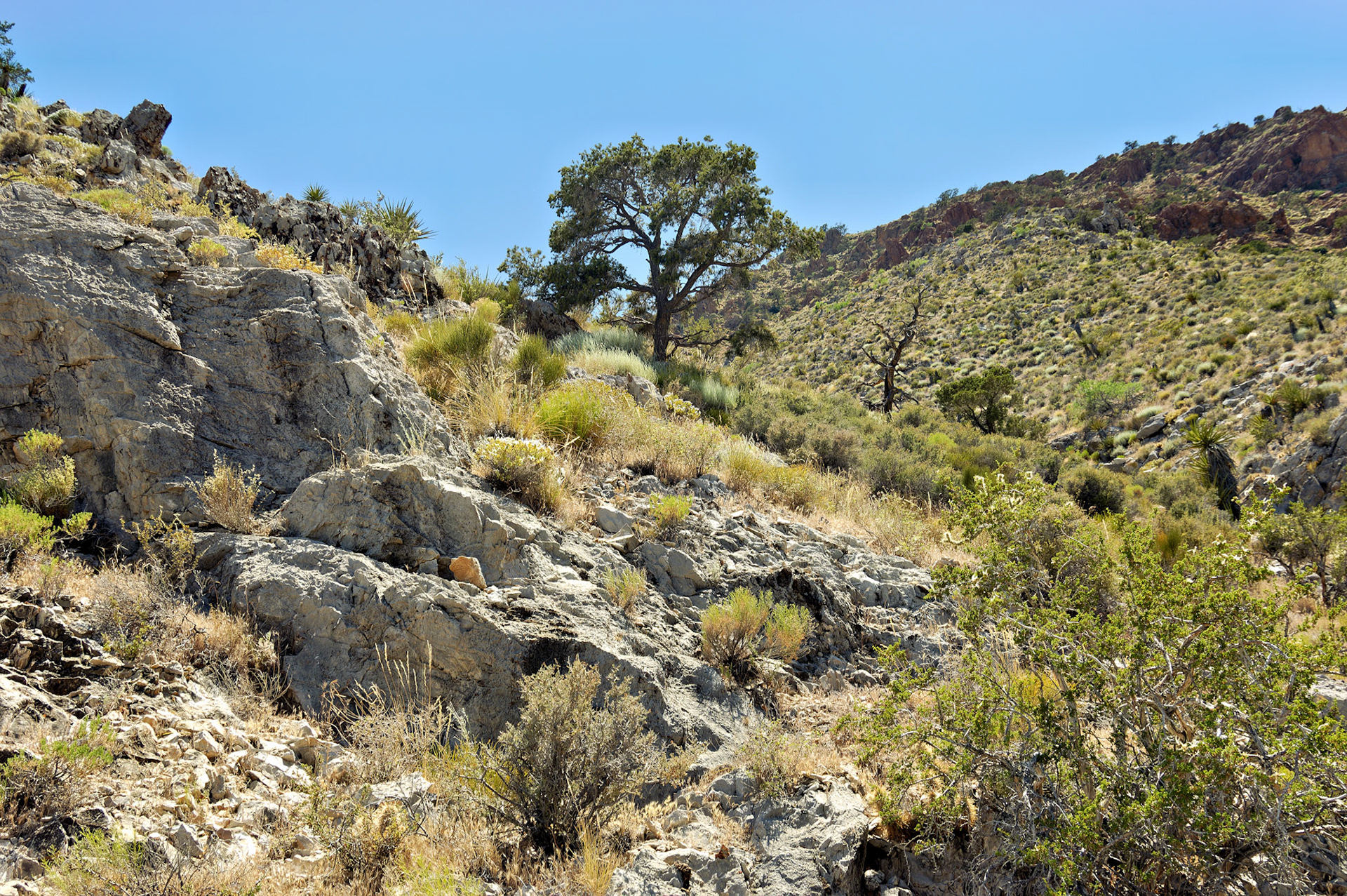 AZ_20050614_0746_PS