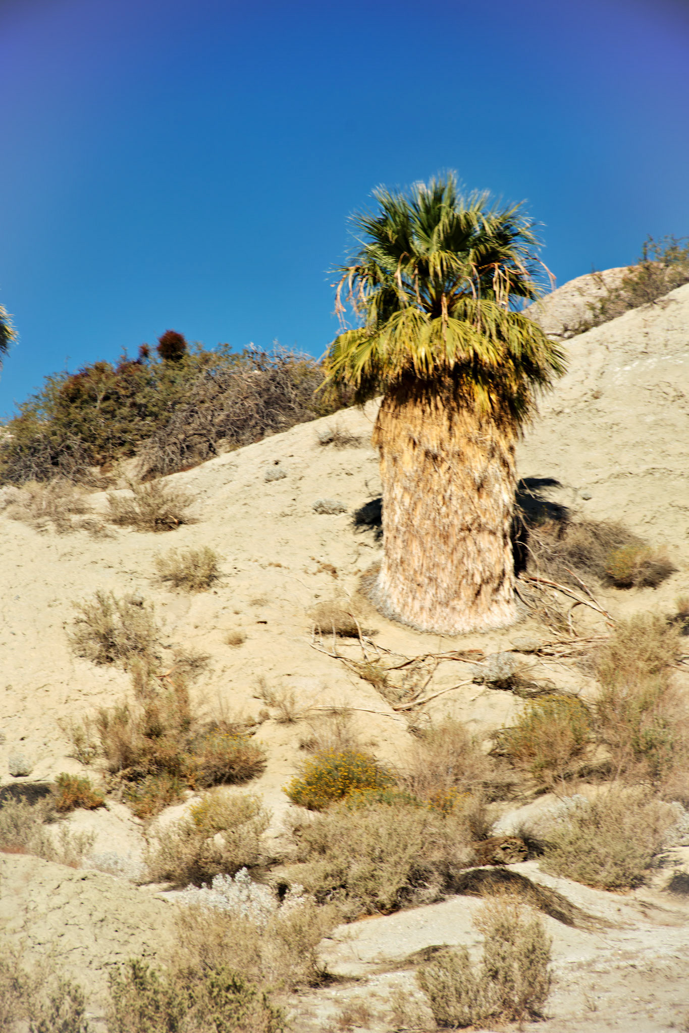 CA_PalmSprings_20111117_0513_PS