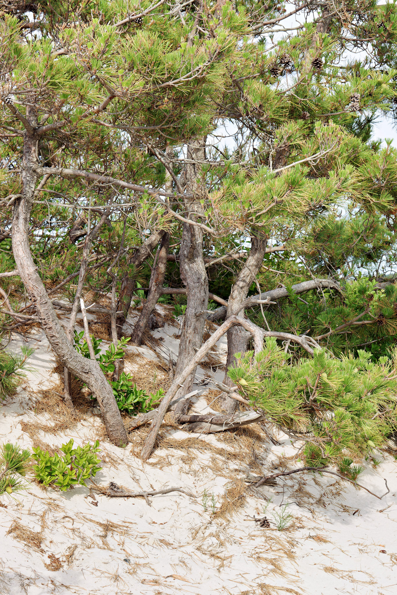 MA_CapeCod_20150717_0225_PS