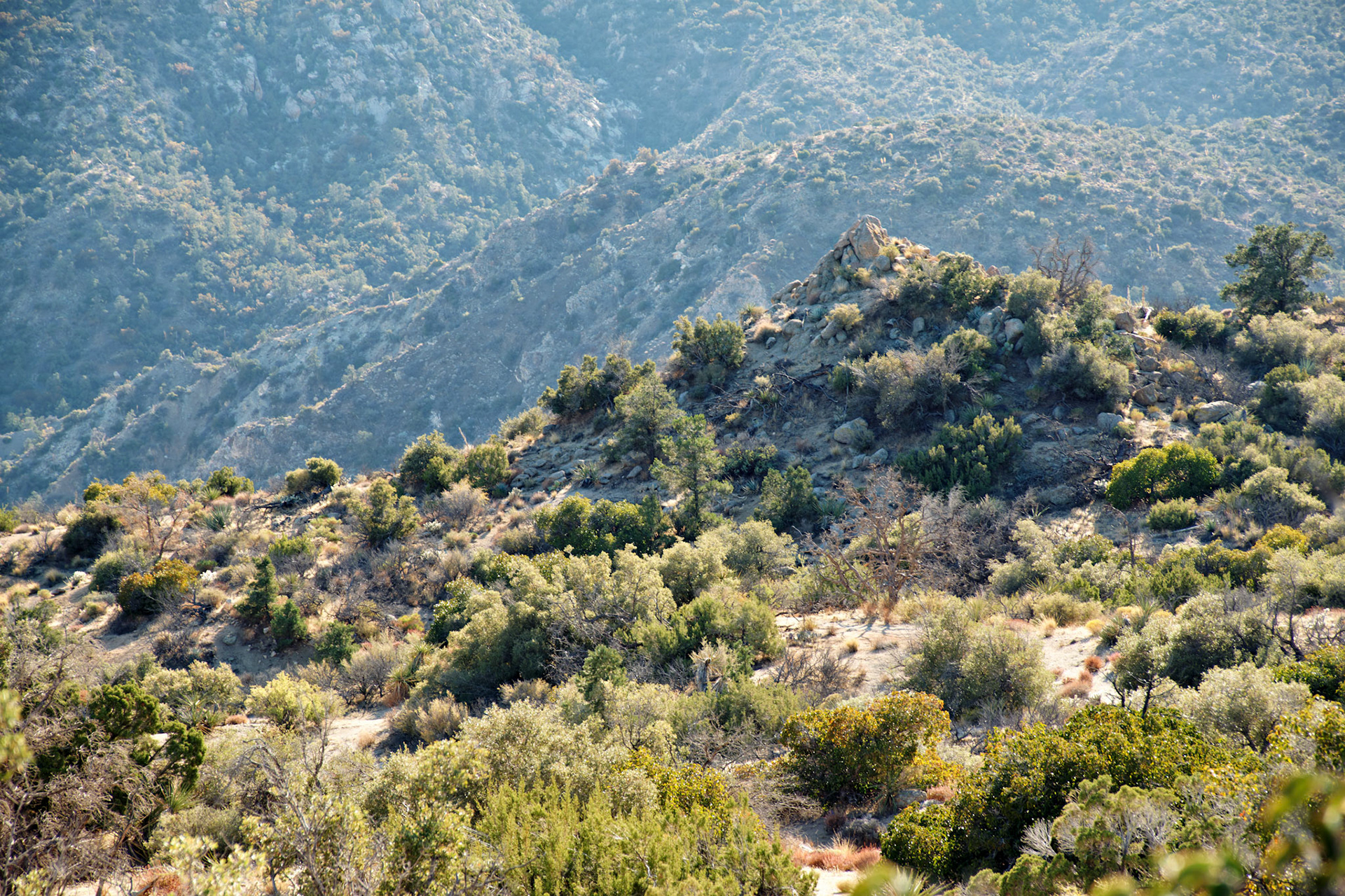 CA_PalmSprings_20111116_0424_PS
