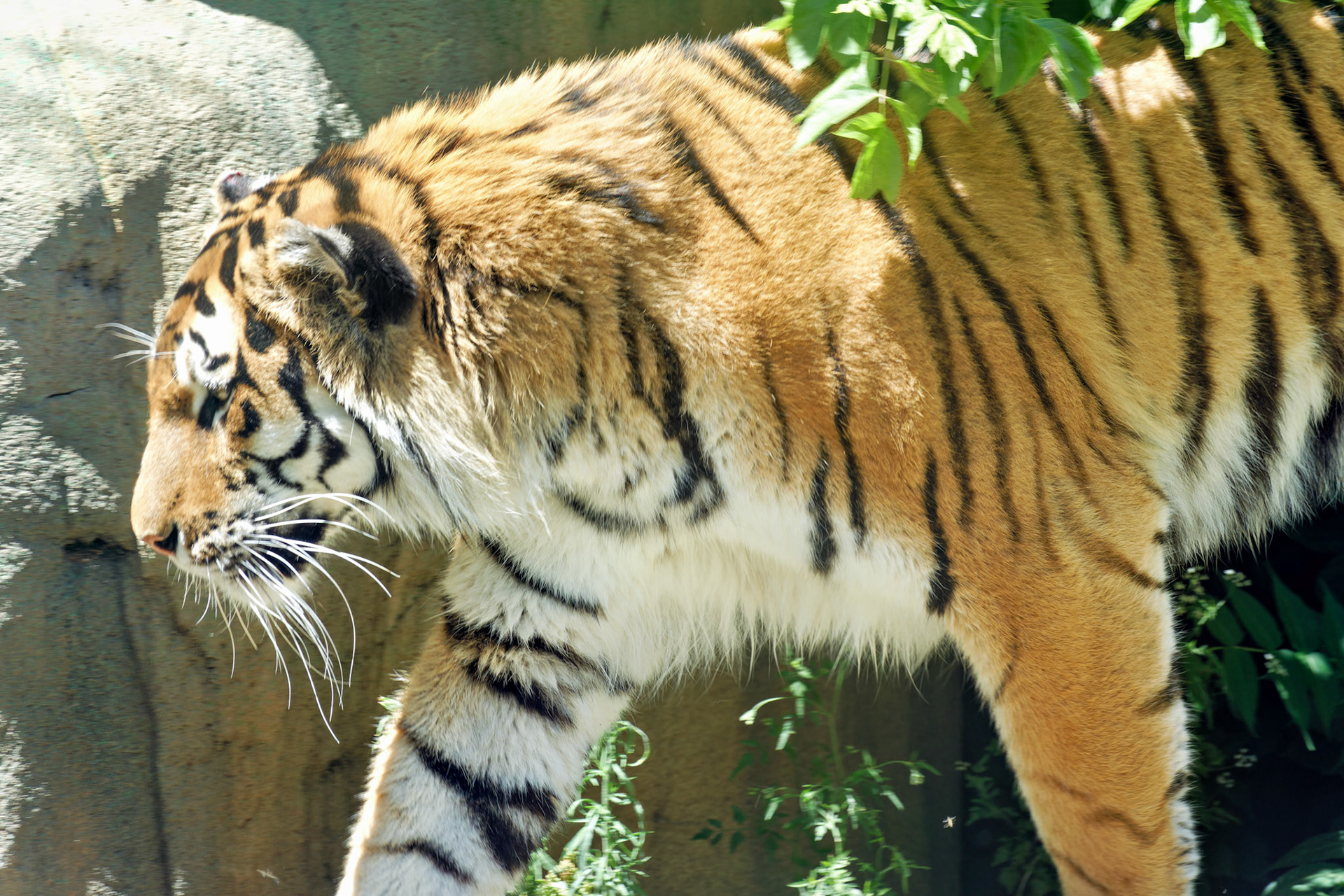 IN_Indianapolis Zoo_20170608_0217_PS.tif