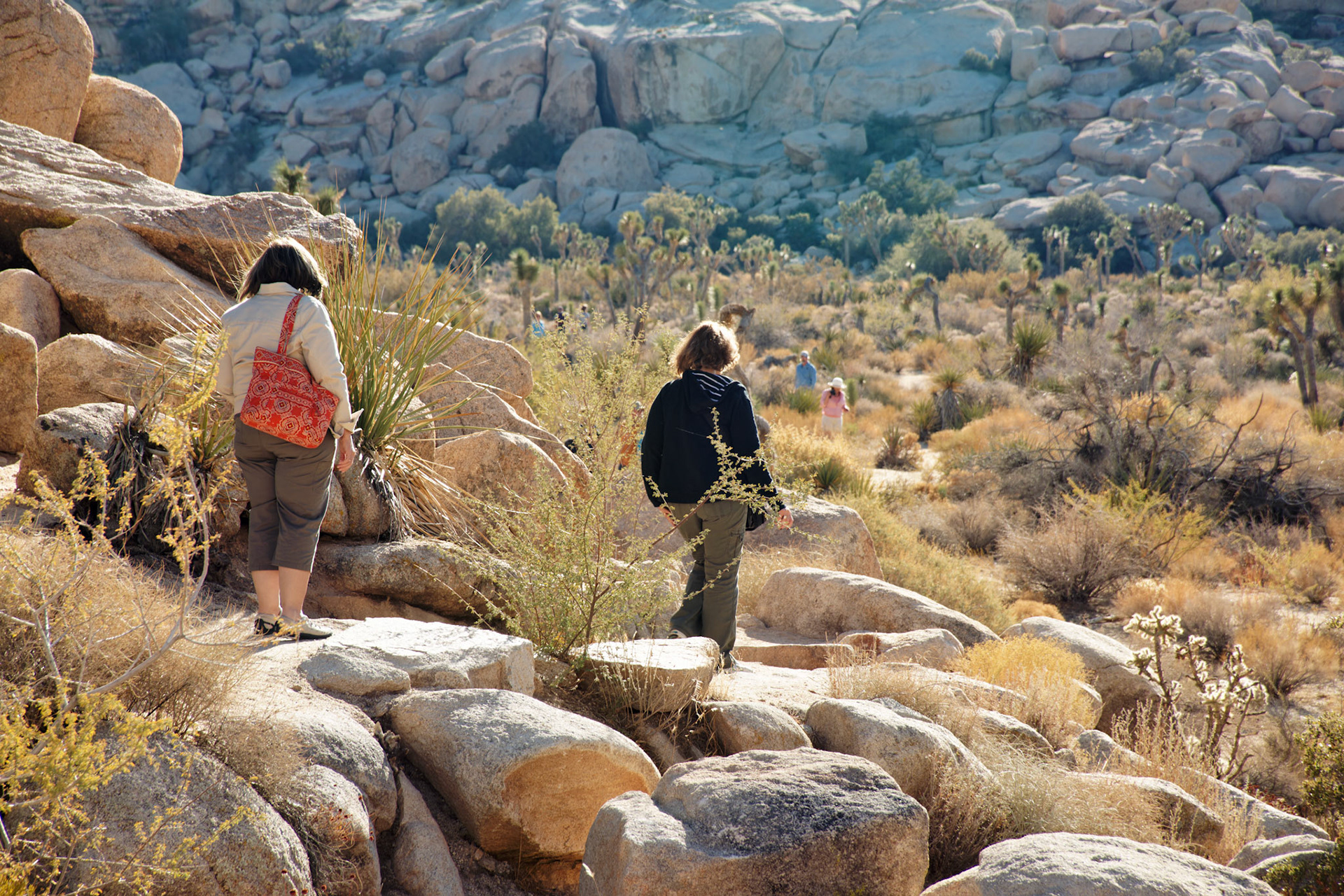 CA_JoshuaTree_20111114_0226_PS