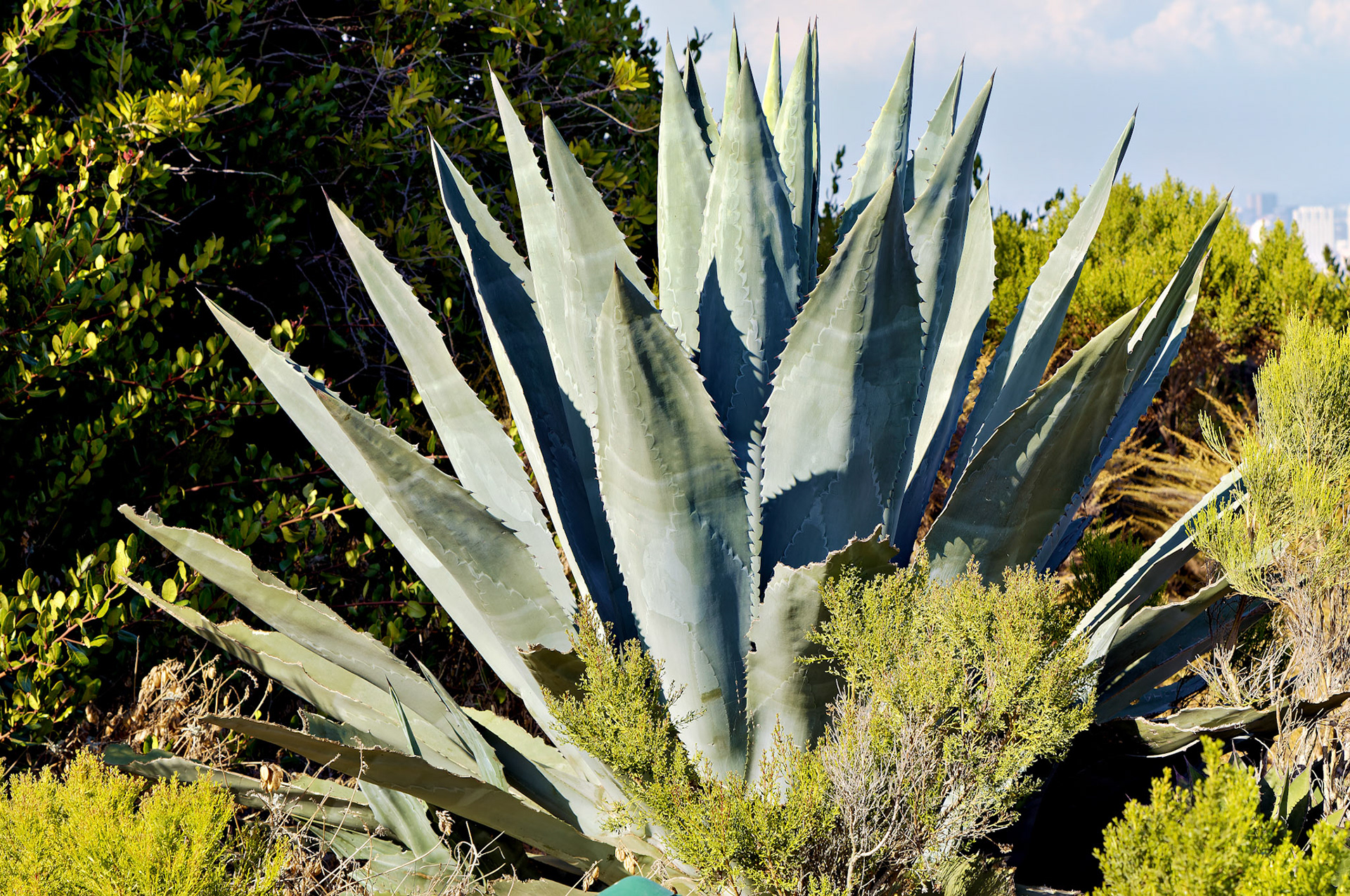 CA_SanDiego_20050728_0080_PS