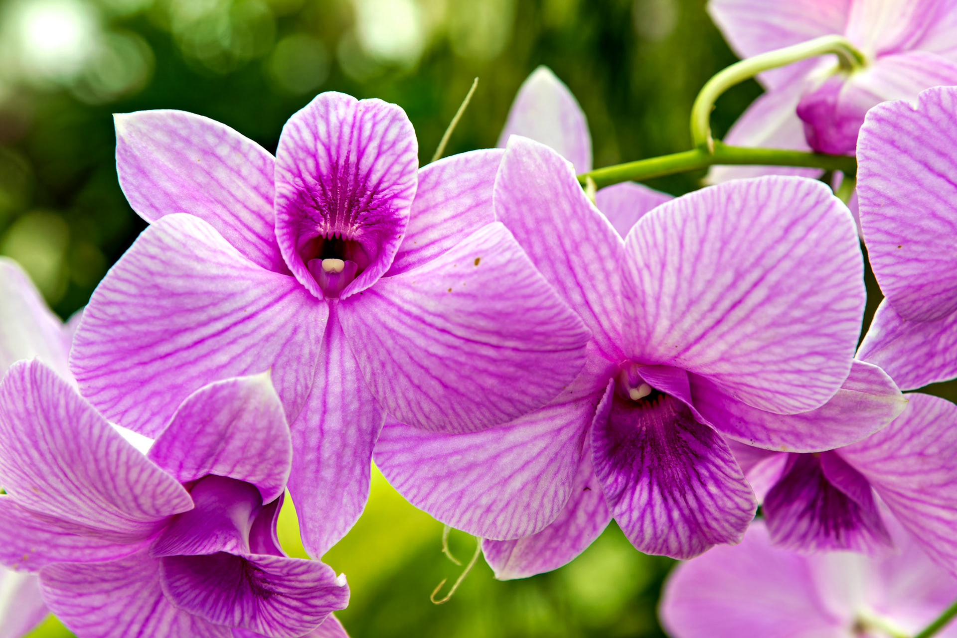 Flowers_20120928_0598_PS