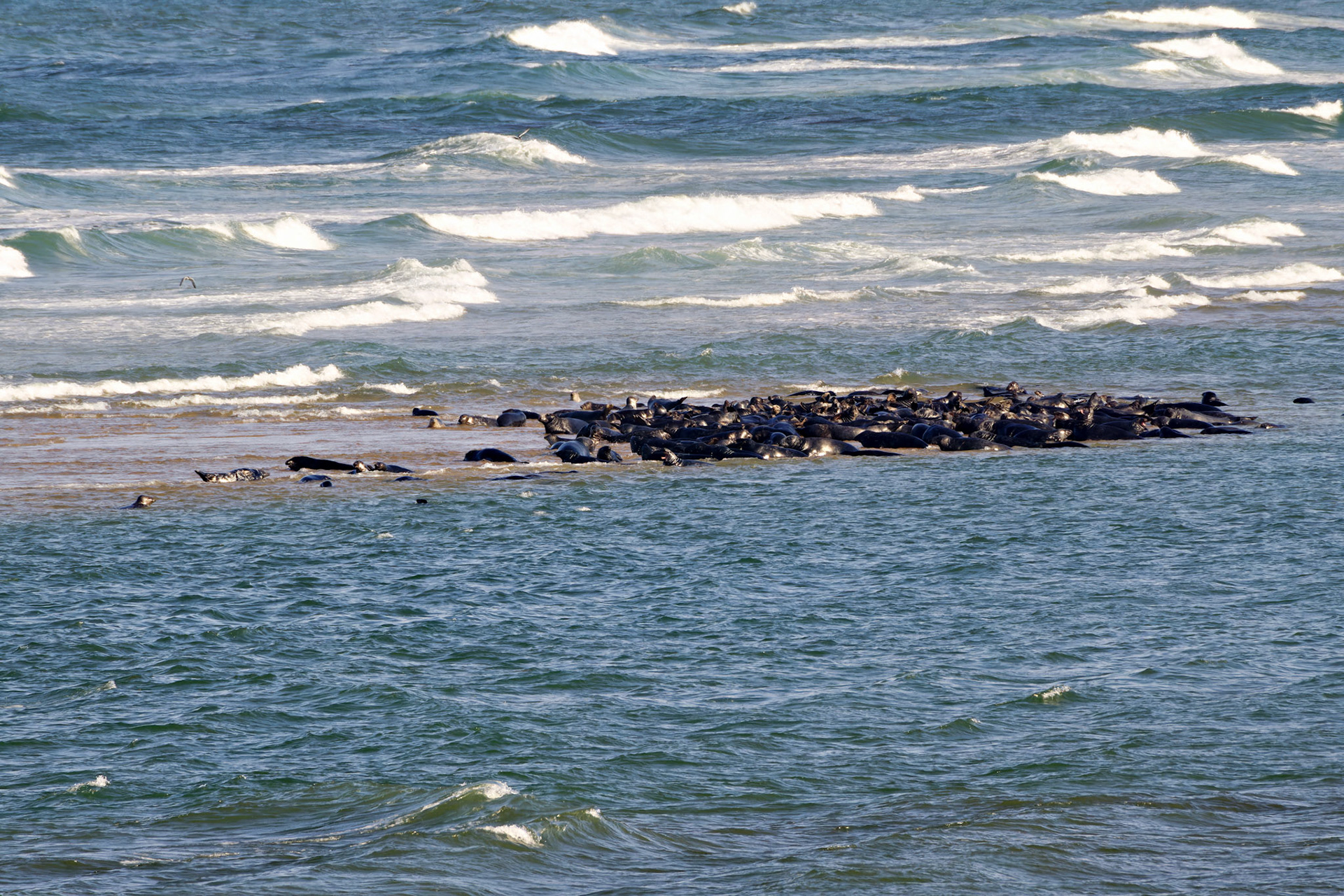 MA_CapeCod_20150716_0041_PS