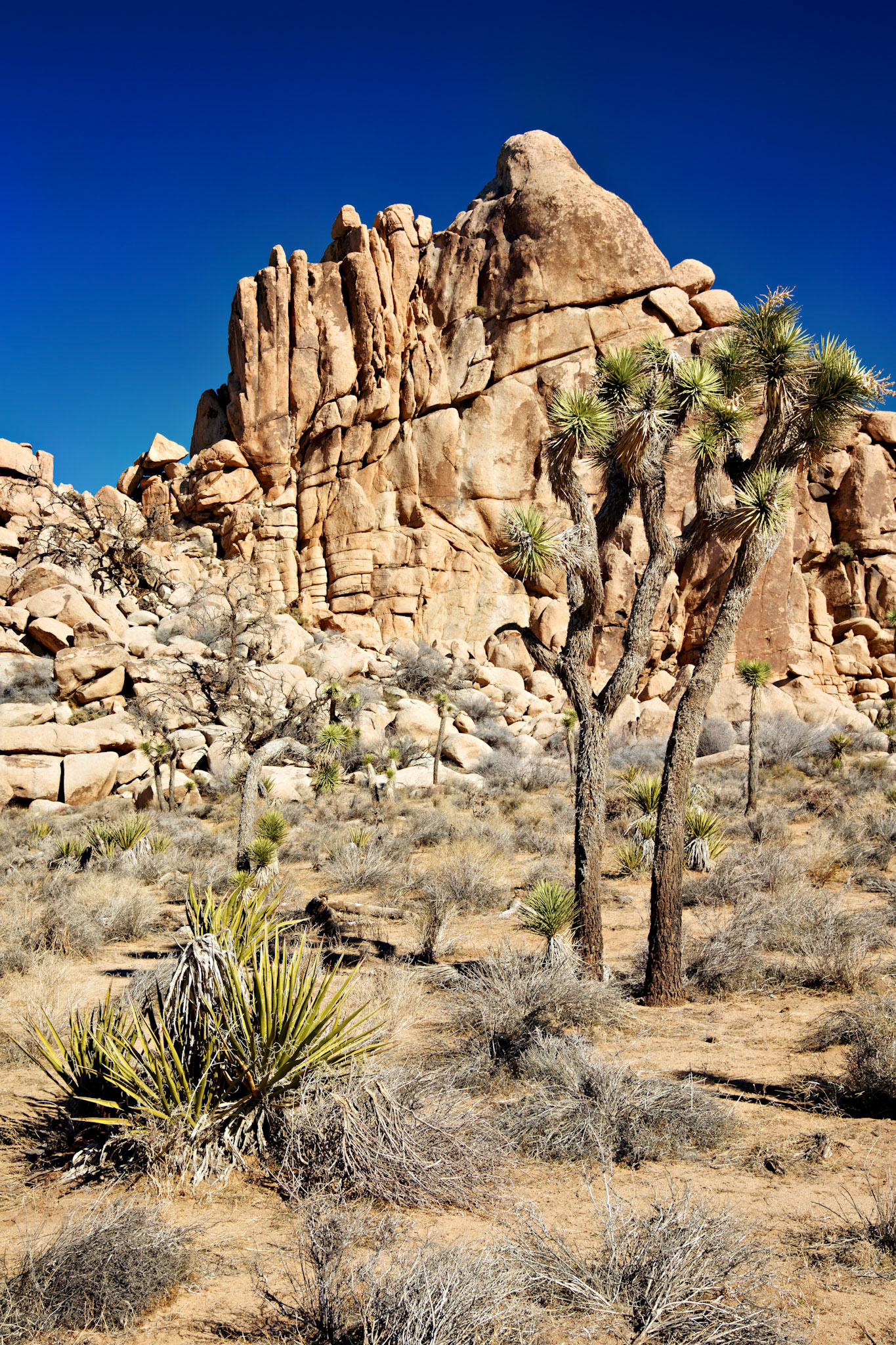 CA_PalmSprings_20090115_0210_PS