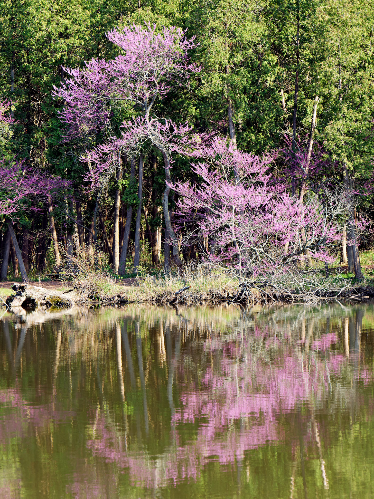 IL_Morton Arboretum_20180507_0805_PS