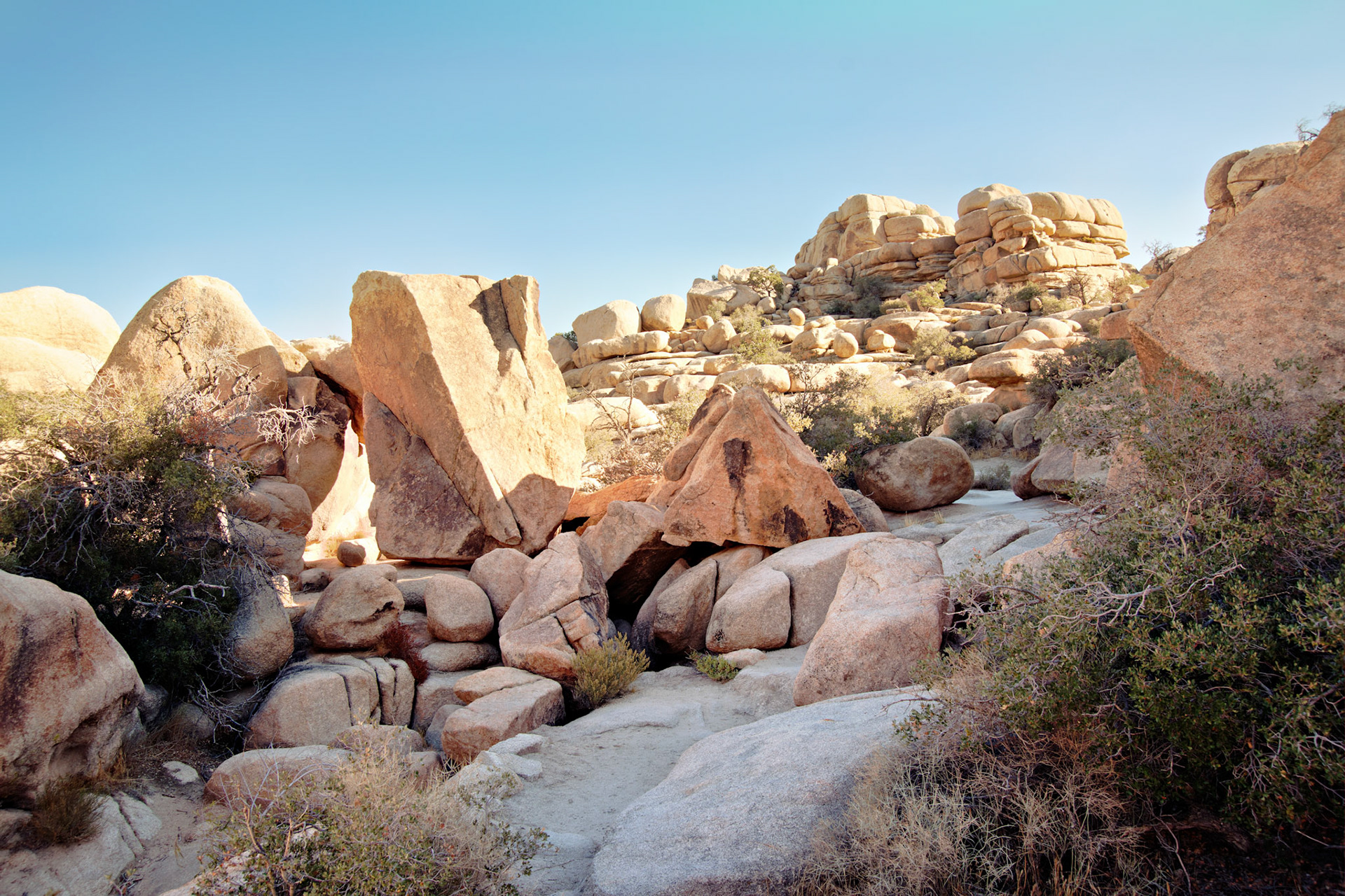 CA_JoshuaTree_20111114_0210_PS