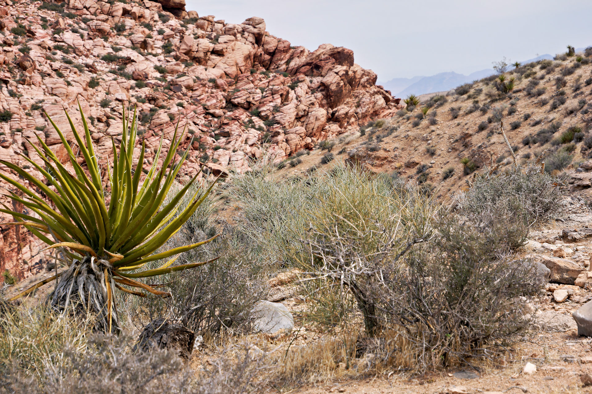 NV_Deserts_20120312_0037_PS.tif