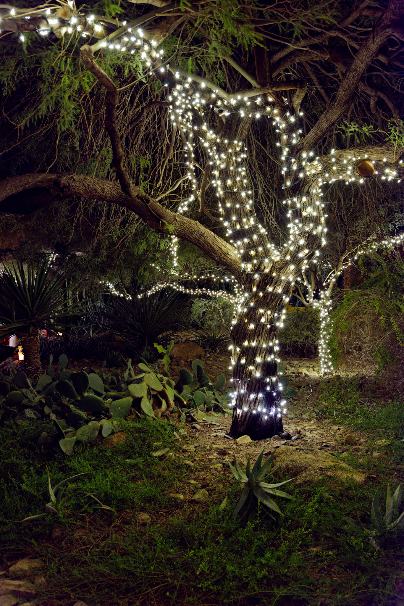 AZ_20121209_0285_PS.dng