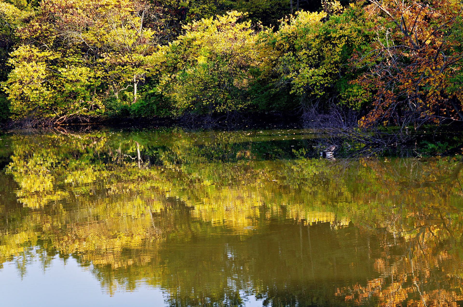 IL_Morton Arboretum_20081011_0328_PS