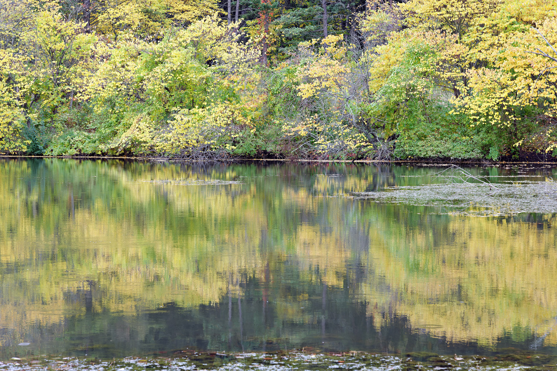 IL_Morton Arboretum_20121005_0551_PS