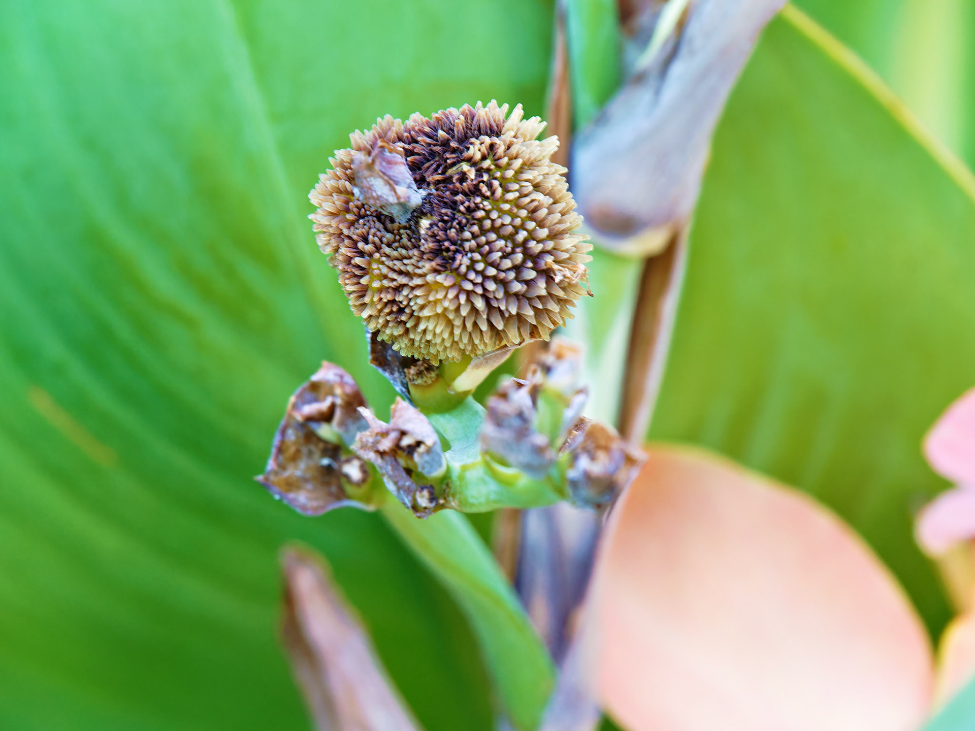 Flowers_20130914_0647_PS