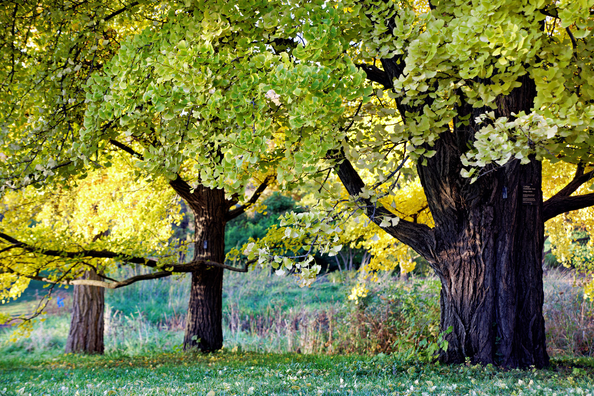 IL_Morton Arboretum_20141022_0638_PS