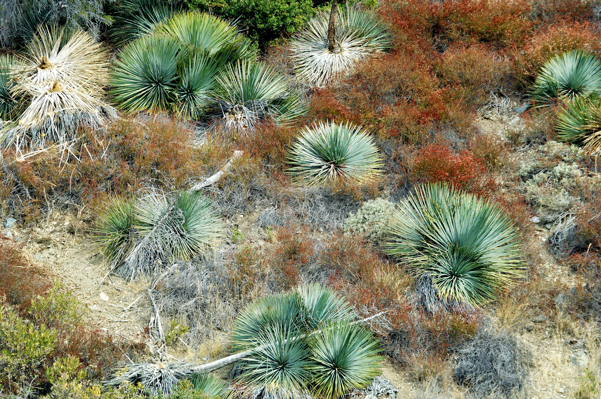 CA_LA_20051220_0267_PS