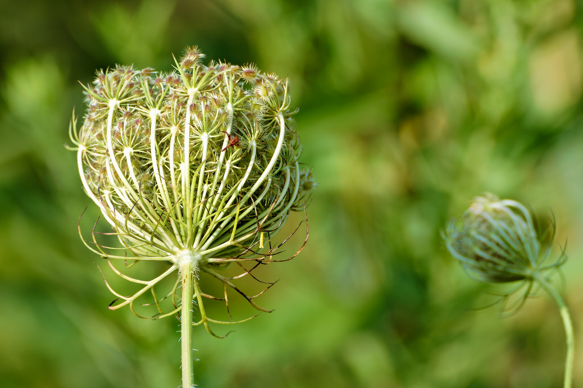 Flowers_20140831_0736_PS