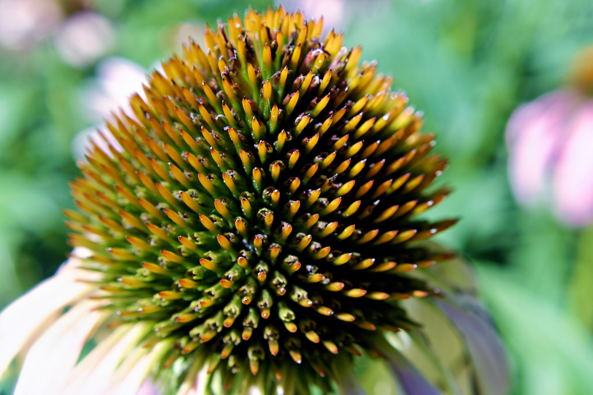 Flowers_20130803_0611_PS